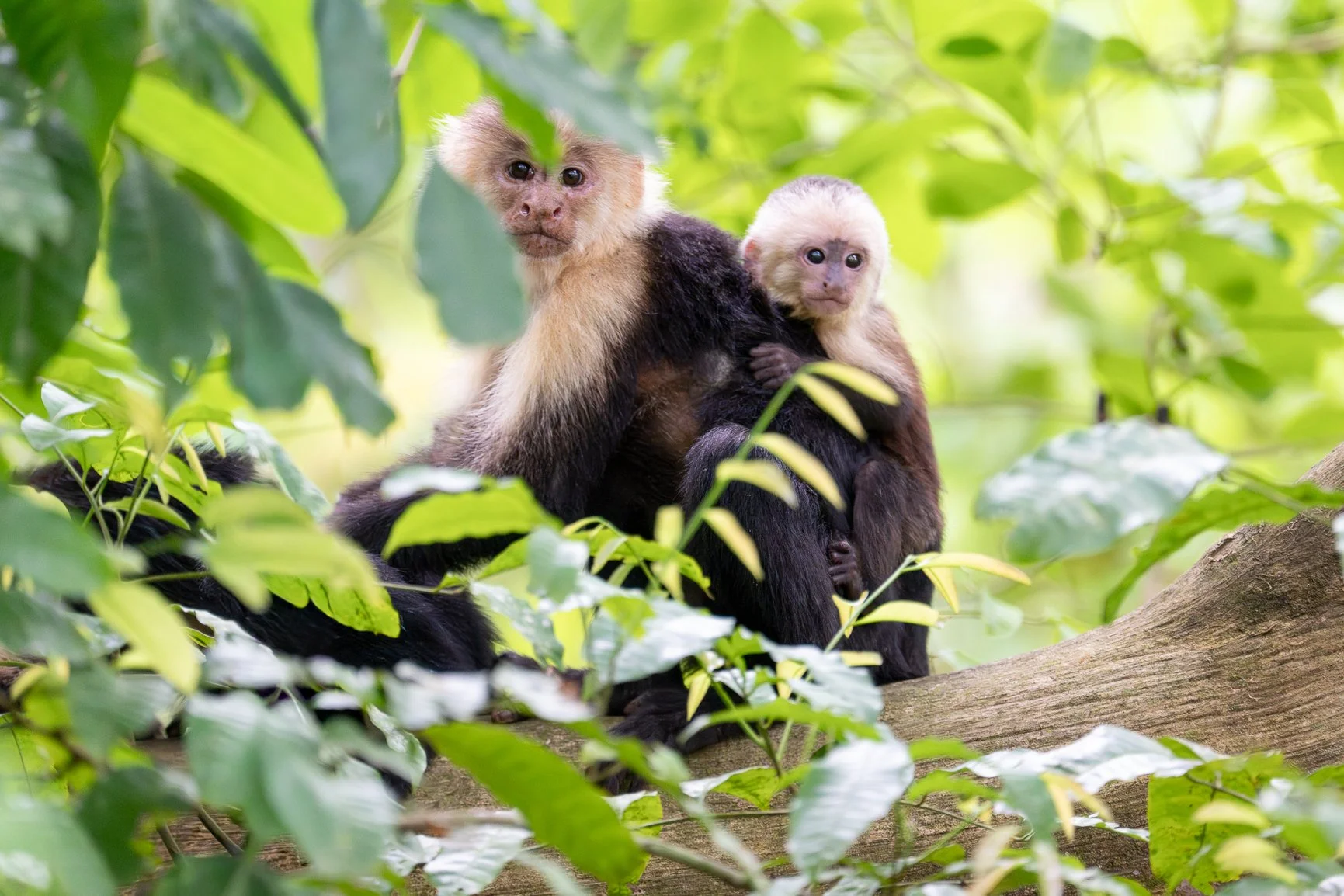 The monkeys were a big hit in Costa Rica this year! 🐒
Our guide always seemed to get us in the right place at the right time, and these capuchins with their babies stole the show. One of the many reasons why I keep coming back to the Osa Peninsula.
