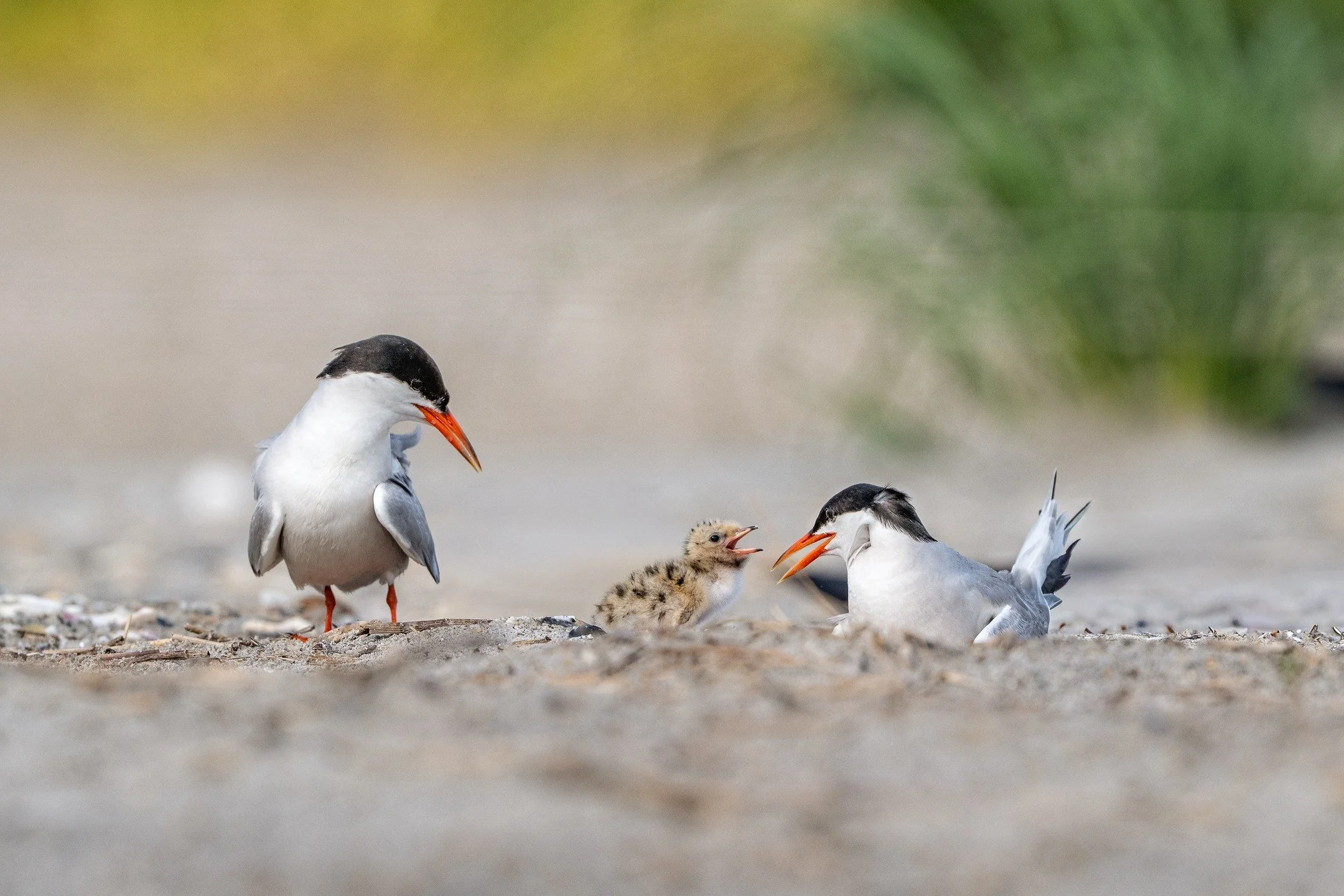 Fresh out of the egg... and already the center of attention. 🧡
Welcome to the world, little one! (Common tern)