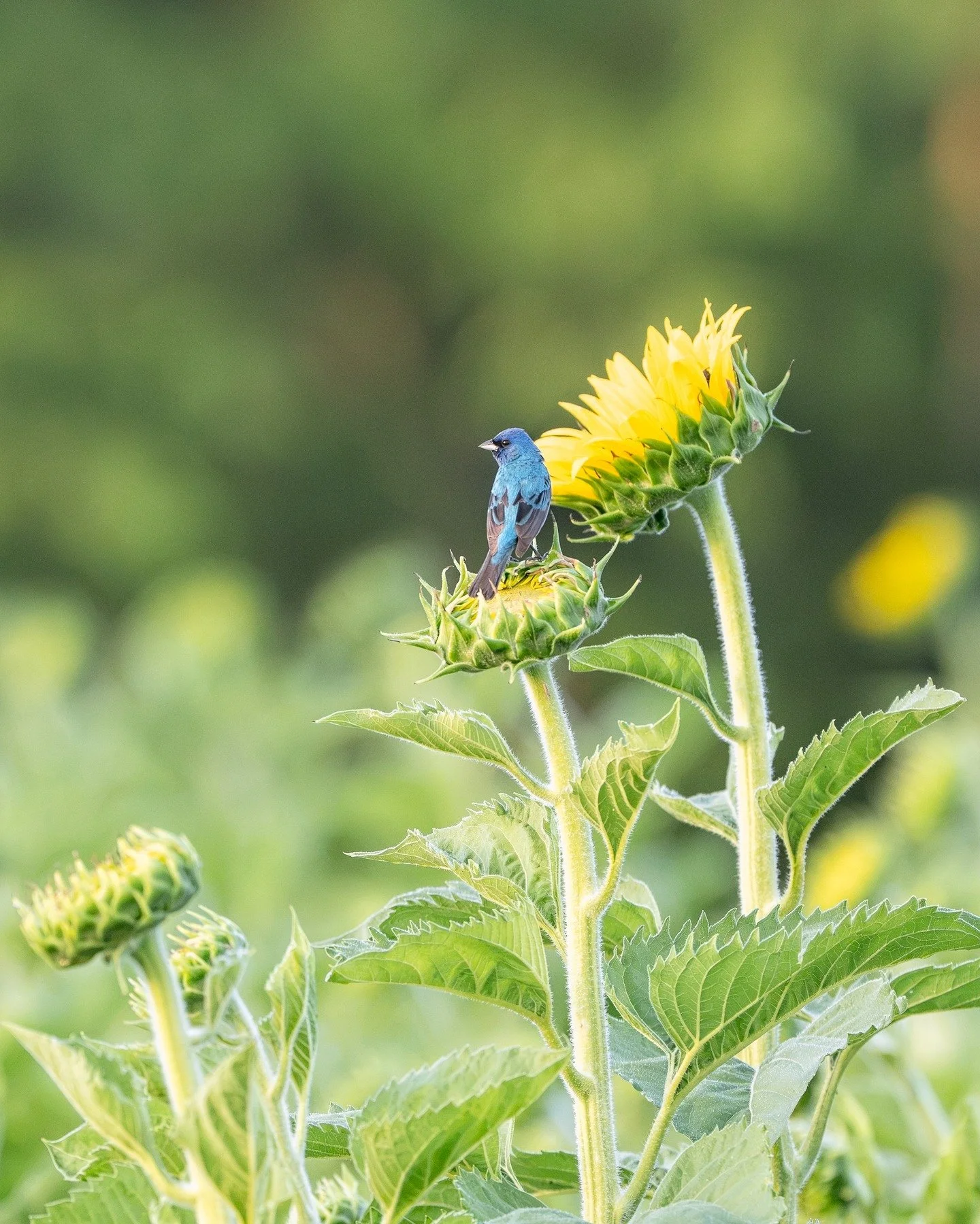 The indigo buntings on the sunflowers have finally arrived in Raleigh... just in time for me to leave for Maine. 😊
I snuck out this morning and managed to get a few photos to hold me over until I get back. Fingers crossed they'll stick around until 