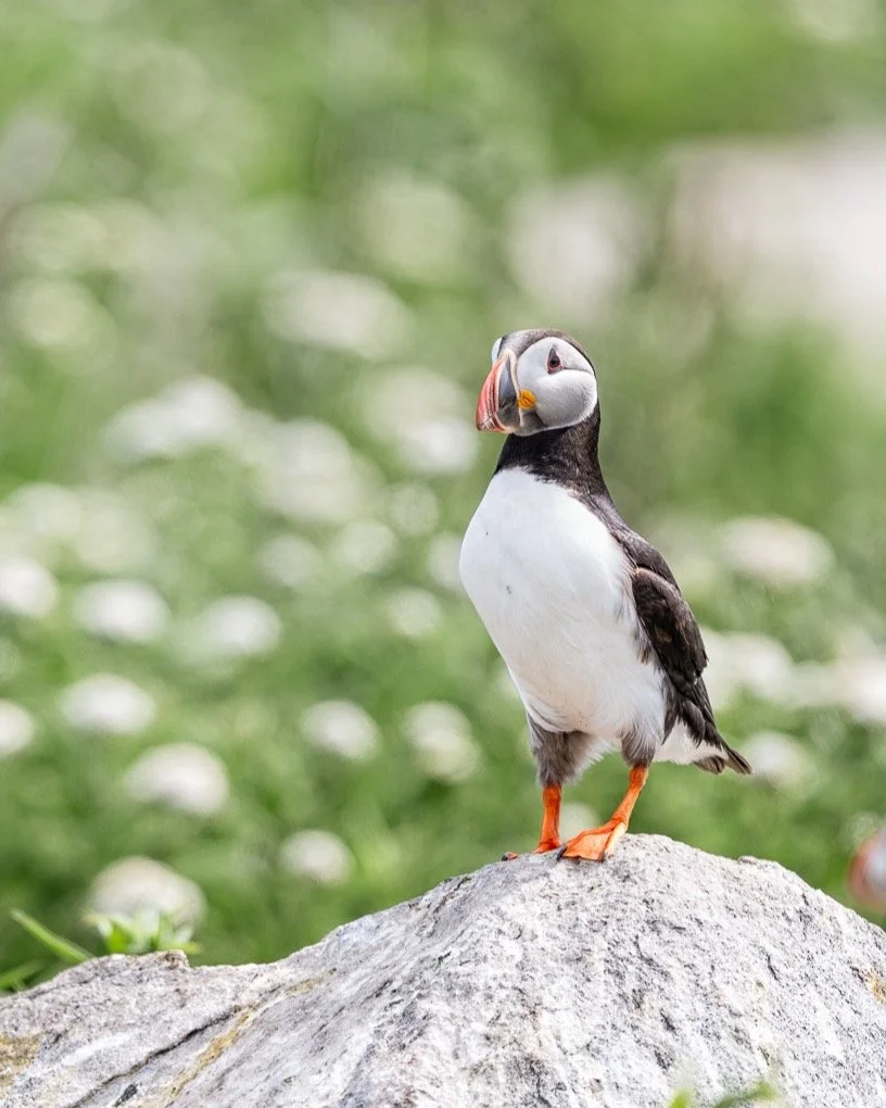 Time to head north! 🐧
@laura.lee.bradford
and I can hardly wait to kick off our Puffins &amp; Coastal Light workshop and share one of our favorite places with eight new photographers this year. Here's to a week of puffins, rugged coastlines, incredi