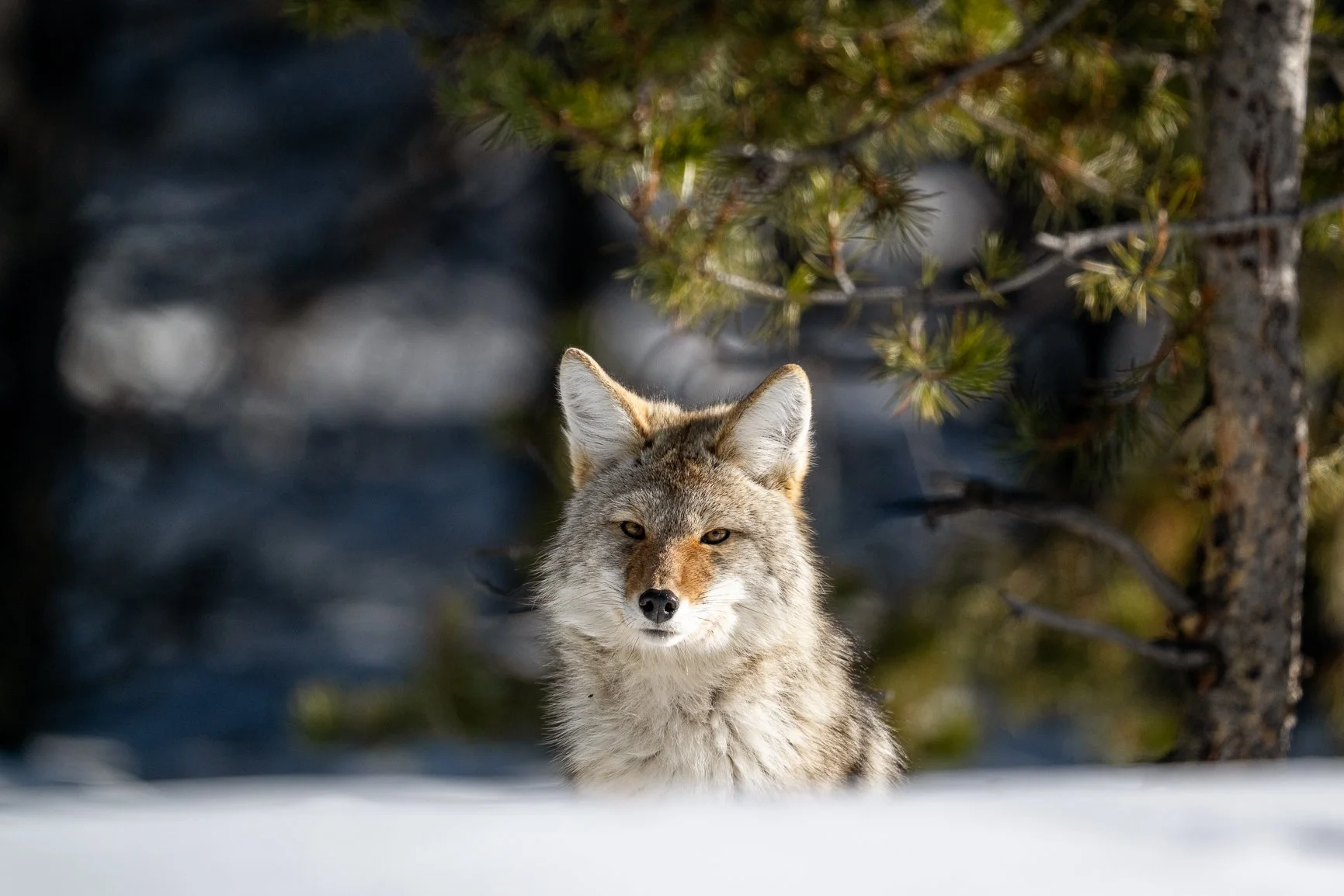 Sometimes I feel like the luckiest person on the planet. For the many winters, I've been fortunate enough to spend most of January in Yellowstone National Park&mdash;a dream I never imagined would become reality.
Now, I'd love to share that dream wit