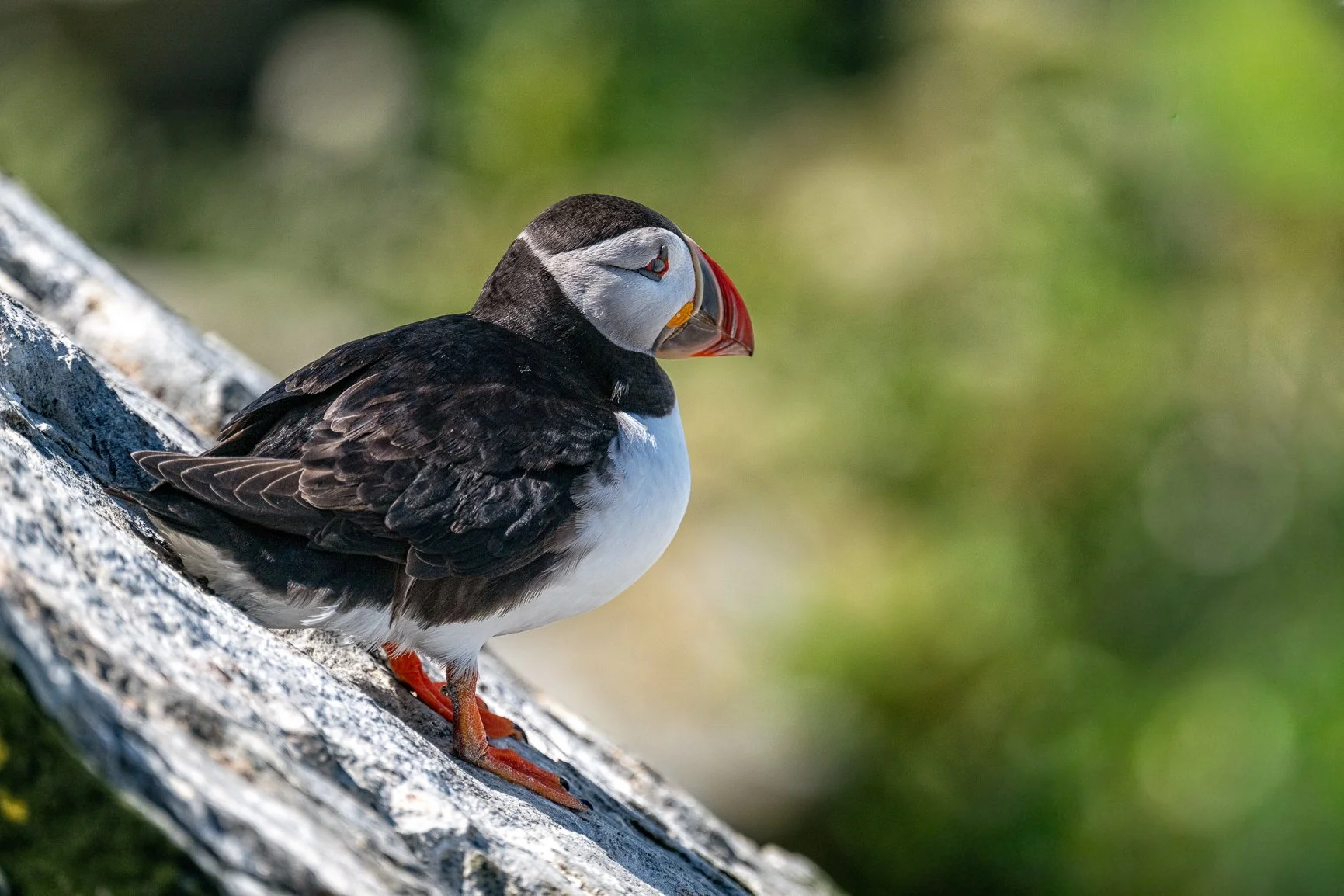 Our first annual Maine workshop is in the books, and what a wonderful group it was.
Mother Nature definitely kept us on our toes last week. We had wind, fog, rain, rough seas, and even had to turn around one day when landing on Machias Seal Island ju