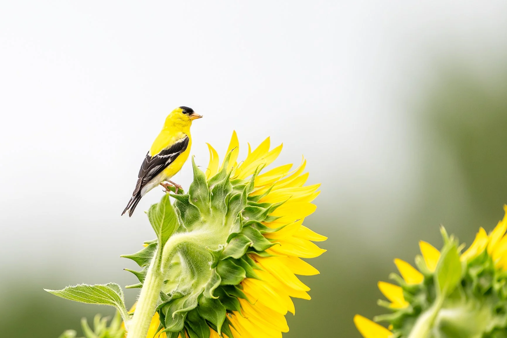 Karma has a funny way of keeping us humble. 😄
Last week I told a friend in Maine that goldfinches and bluebirds were common back home in North Carolina.
This morning I headed to Dorothea Dix hoping to photograph an Indigo Bunting...
Instead, I spent