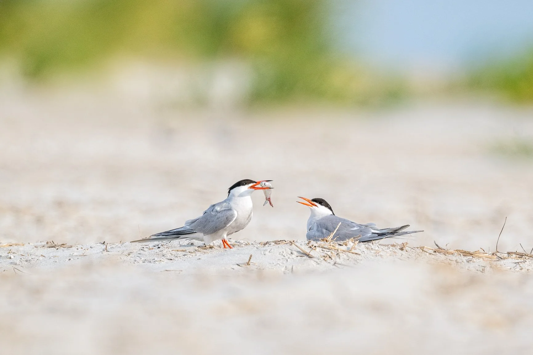 If you've ever dreamed of photographing one of nature's greatest spring spectacles, this one is for you!
I'm excited to announce a brand-new, intimate workshop on the North Carolina coast with just 3 participants plus me. Keeping the group this small