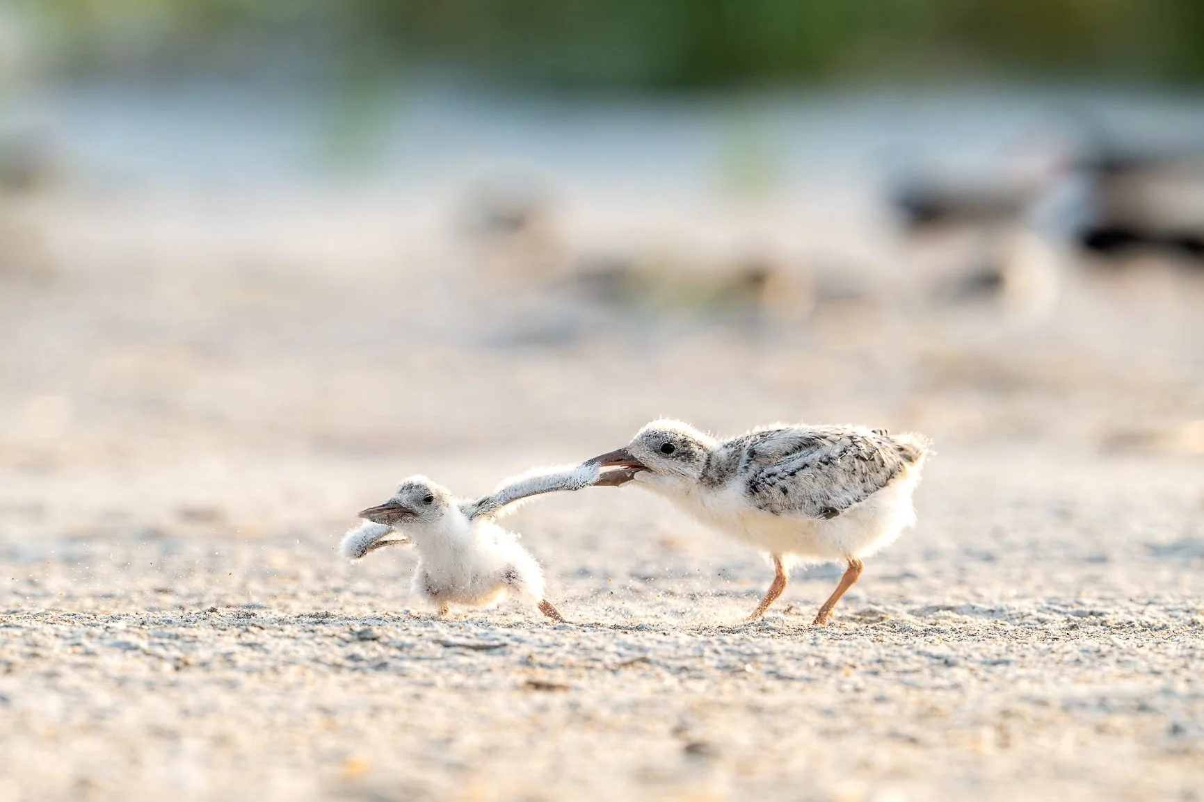 Even baby terns know breakfast is worth fighting for!