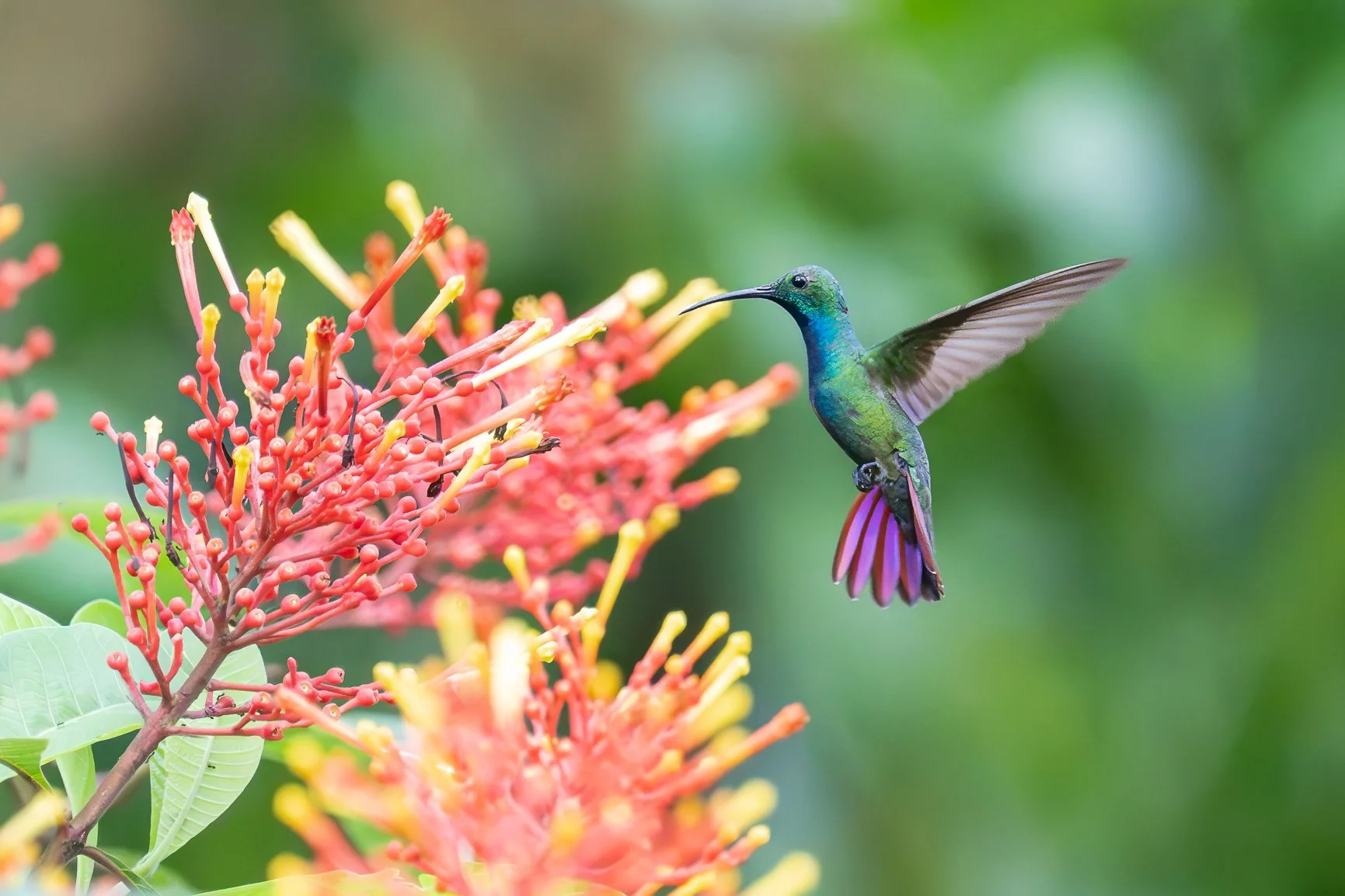 Warning: Costa Rica may ruin all other destinations. 😉

Hummingbirds.
Scarlet macaws.
Sloths.
Monkeys.
Rainforest mornings.
Unforgettable photography.

🌿 Just a few spots remain for next year's Costa Rica workshop. If you've been waiting for the ri