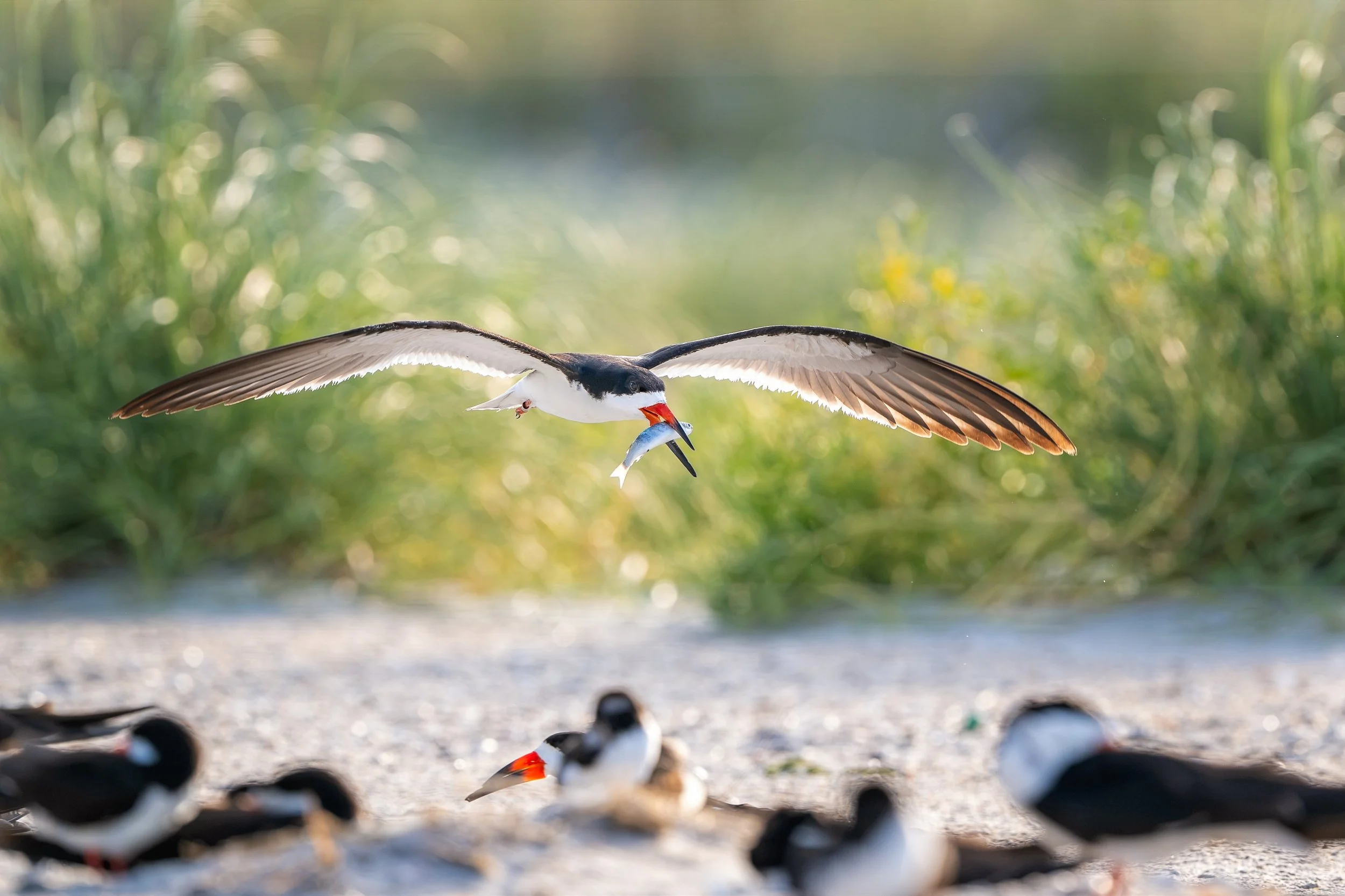 I'm honored to have one of my images included in this year's @CapeFearLivingMagazine Photographer of the Year Awards. Since this was my first year having more focus on North Carolina's coast, it made the recognition even more meaningful.
Congratulati