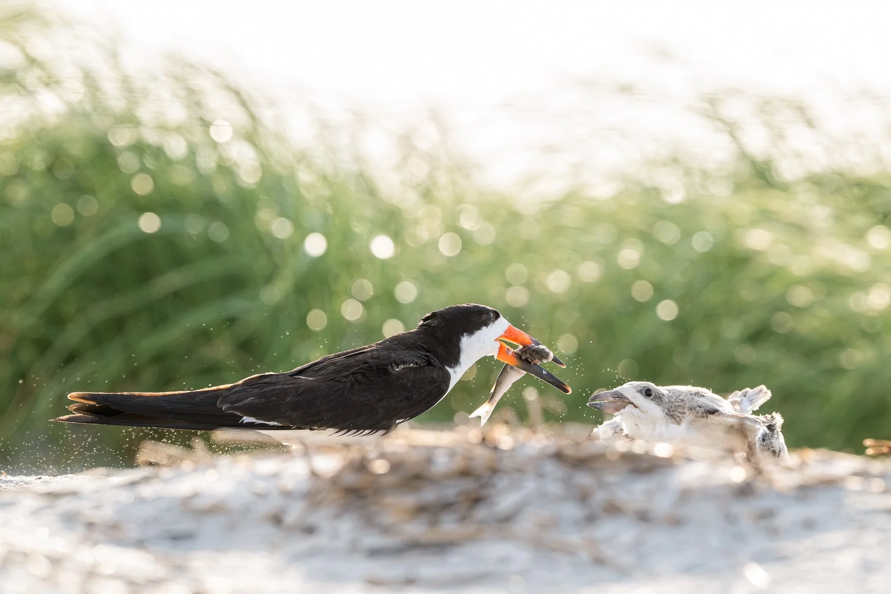 Just one more&hellip; I couldn't resist.
Yesterday marked one last trip to the beach to visit my favorite summer neighbors. From tiny chicks to nearly-grown youngsters, it's been amazing to watch the skimmers this summer. I have a feeling I'll be mis