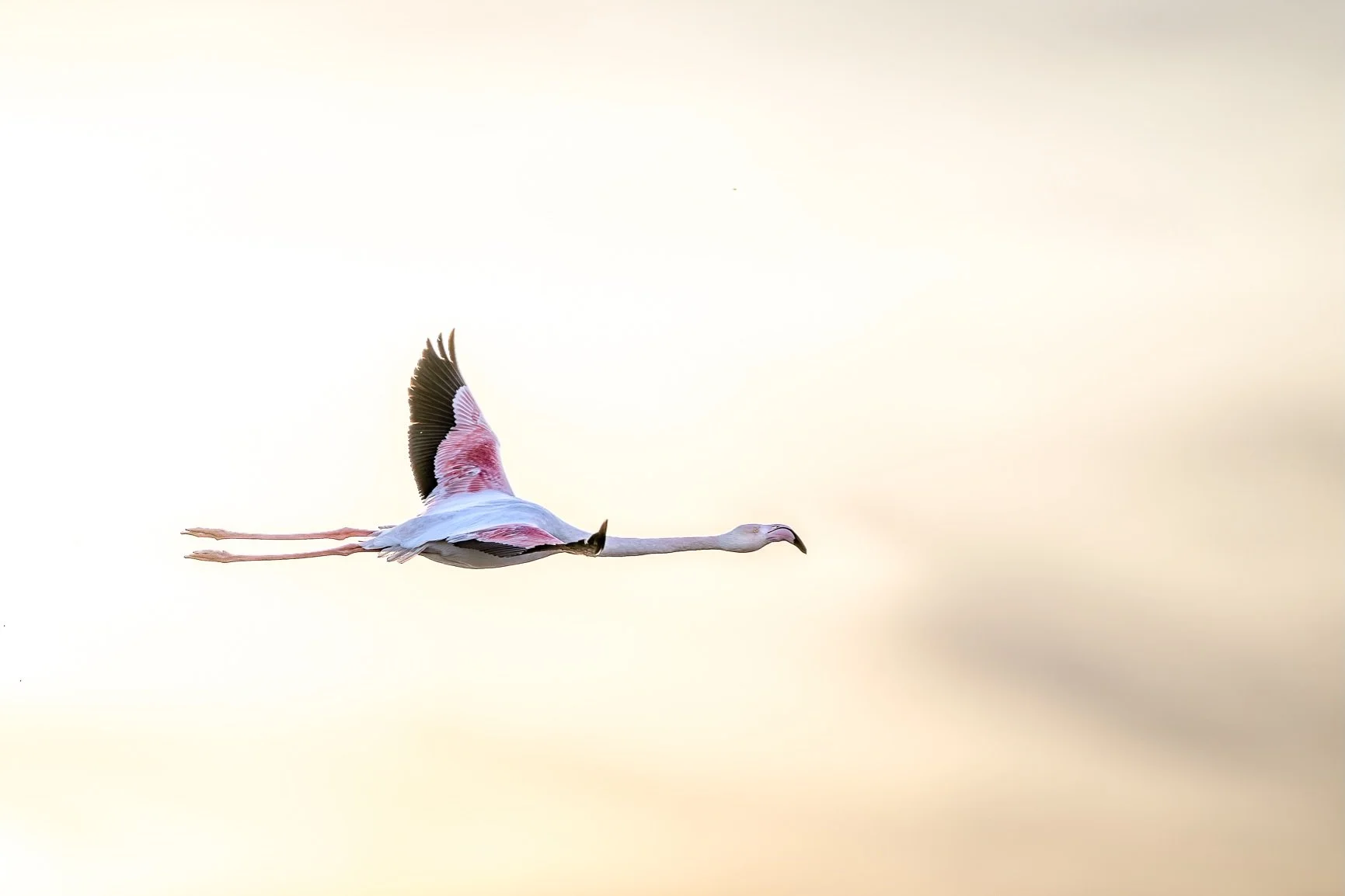 Flying into the second half of the year like this flamingo... 🦩
It&rsquo;s hard to believe we&rsquo;re already here! It&rsquo;s been a year filled with incredible wildlife encounters, unforgettable adventures, and memories I&rsquo;ll never forget.
W
