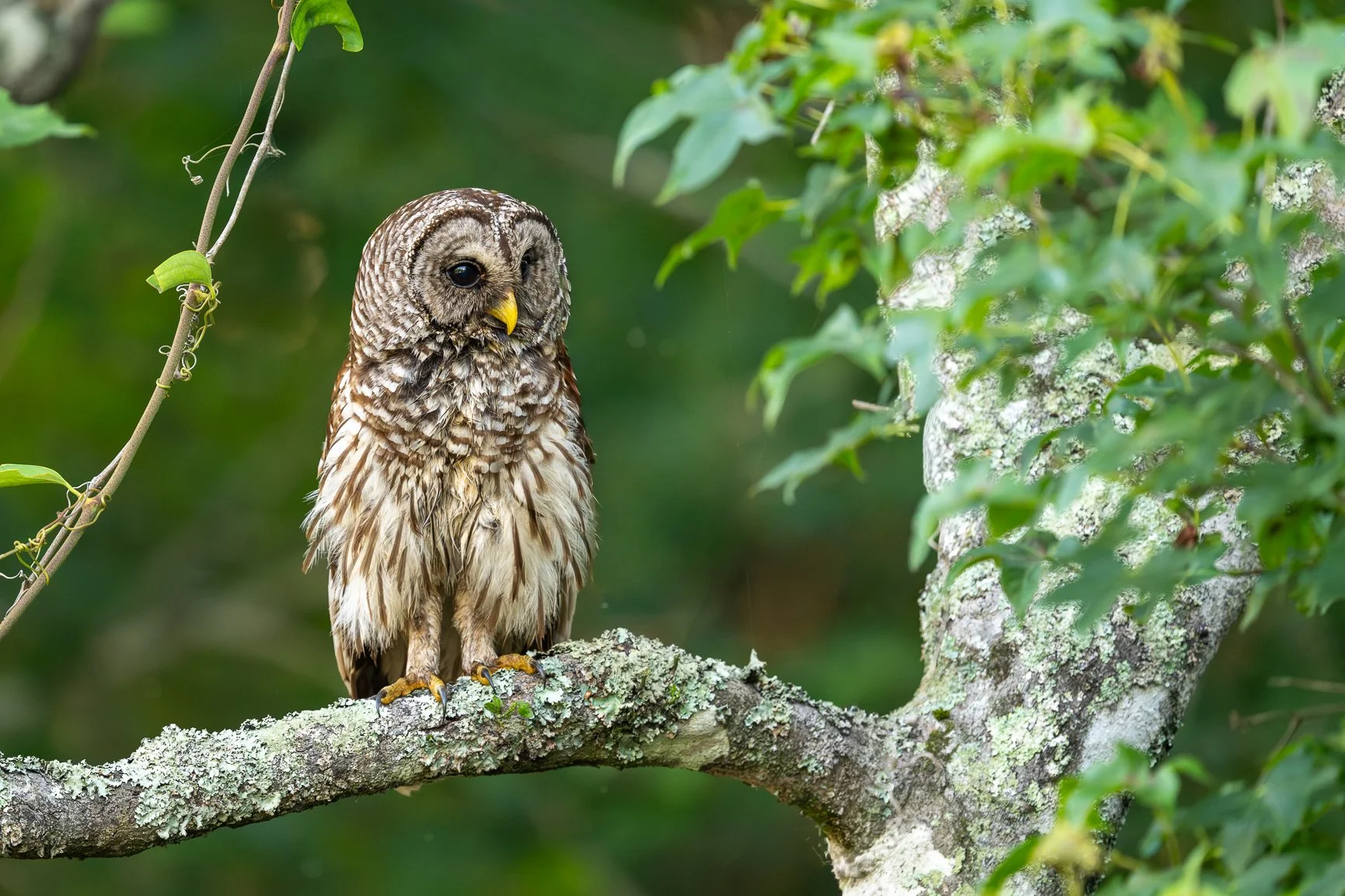 That Monday morning look. 🦉 Who else needs another cup of coffee? 

I somehow missed National Owl Day, so here we go&hellip; because really, do we need a special day to share an owl?