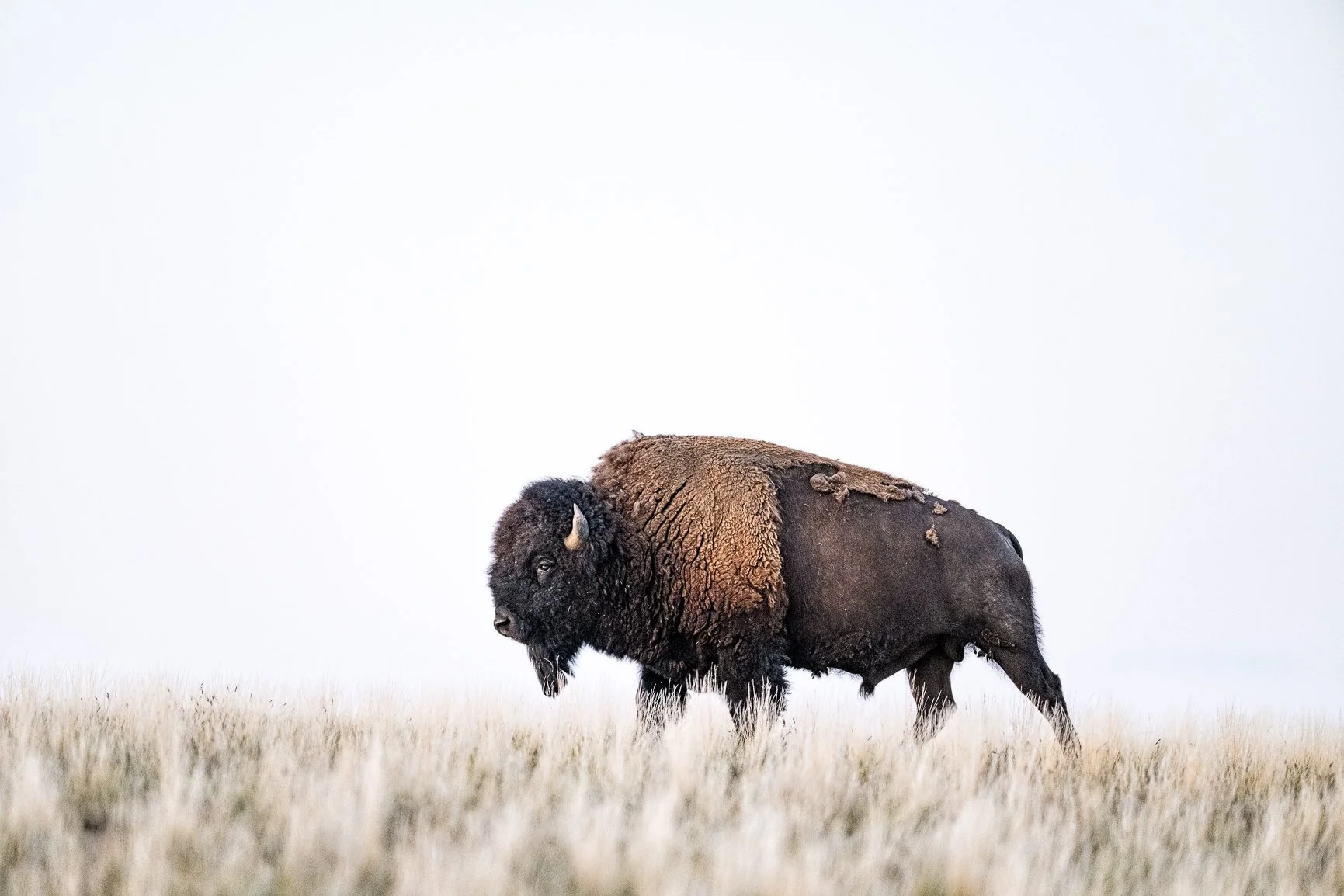Sometimes, strength doesn&rsquo;t need to make a sound. Bison still stop me in my tracks no matter how many times I see them. 

What animal always stops you in your tracks?

Speaking of Antelope Island, My Utah workshops are full for next year, but I