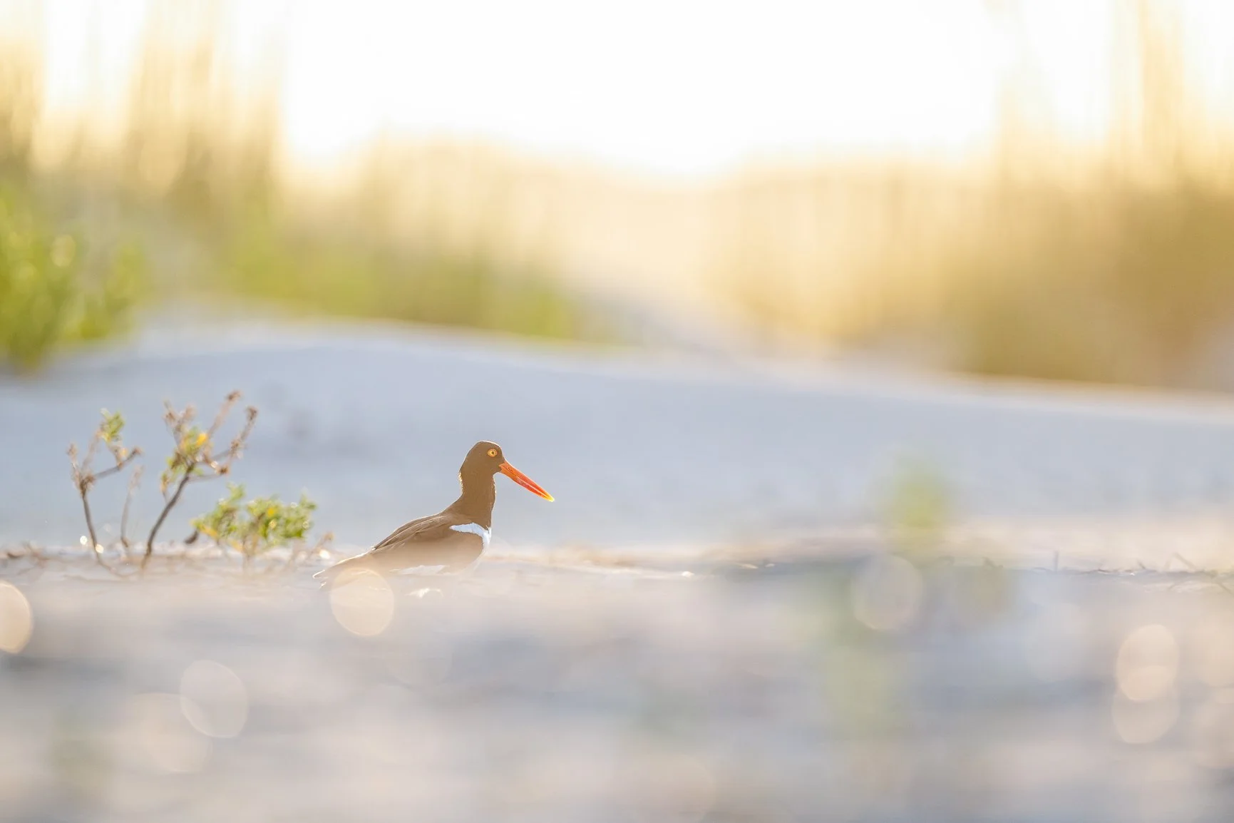 There are evenings when the light does half the work for you. ✨

I spotted this American Oystercatcher tucked into all those beautiful layers of golden light and knew I didn&rsquo;t want to change a thing.
Bird, beach, light&mdash;and one of those fl