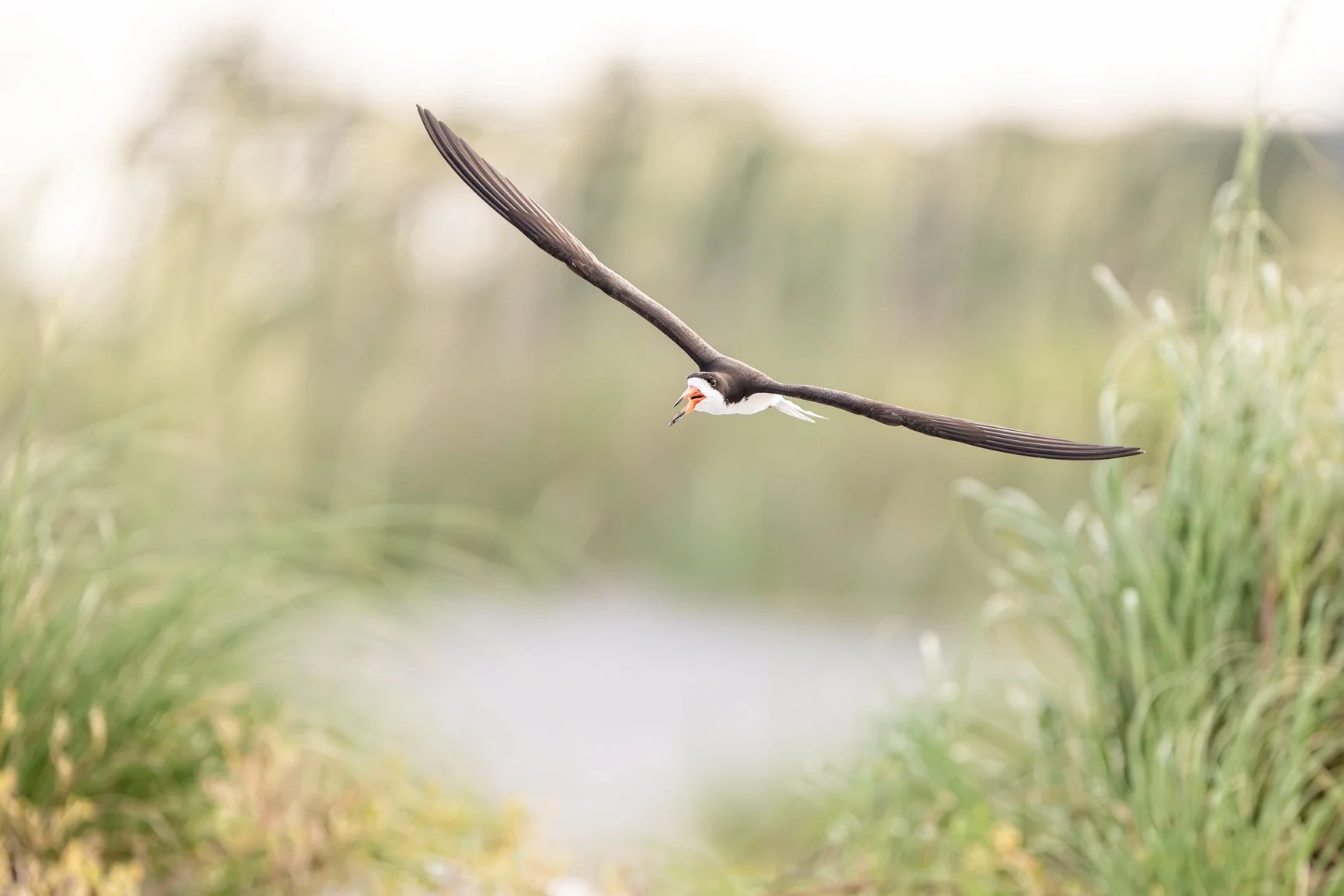 Every once in a while I stop thinking about settings, shutter speed and whether I got the shot &mdash; and just watch.

A black skimmer flying past on wings that seem impossibly long, perfectly designed for a life spent skimming inches above the wate