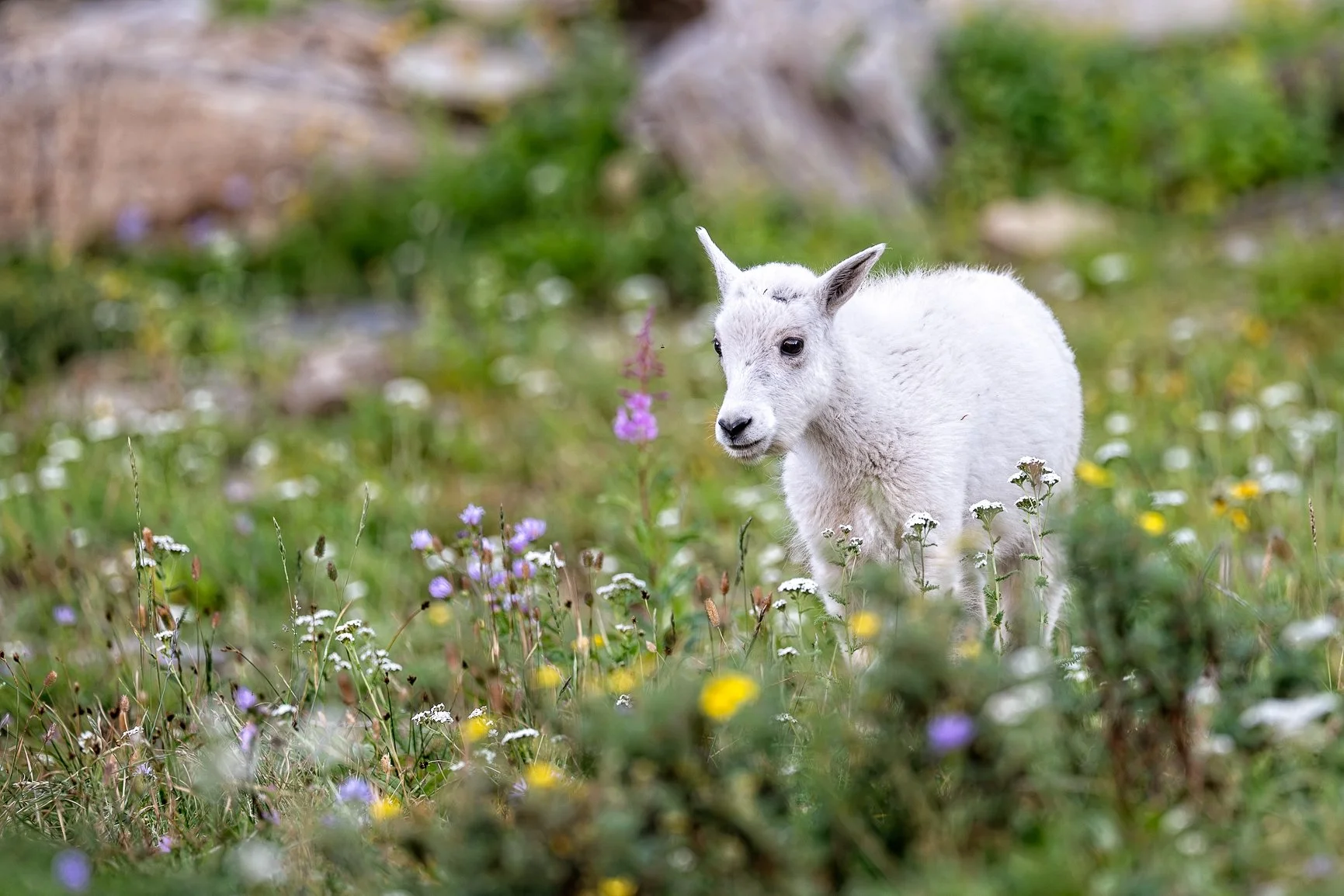 Believe it or not, until last night I had never seen a mountain goat in the wild. 🤍

I don&rsquo;t spend much time in the parts of Yellowstone where they&rsquo;re found, and somehow my travels have never taken me anywhere else to see them.

So havin