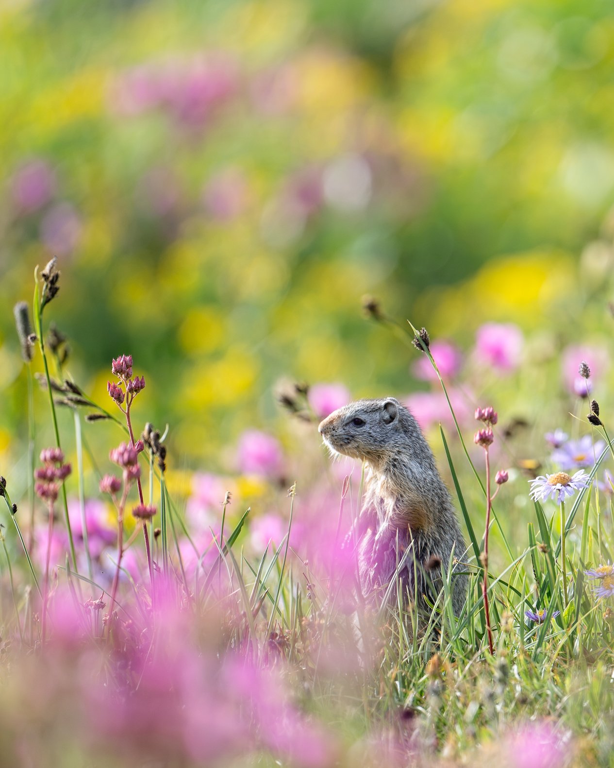Who knew I could get this excited about a ground squirrel? 😂
Between an amazing hike, a meadow bursting with wildflowers, and this little Columbian ground squirrel popping up in exactly the right spot&hellip; he completely stole the show.
Love it wh