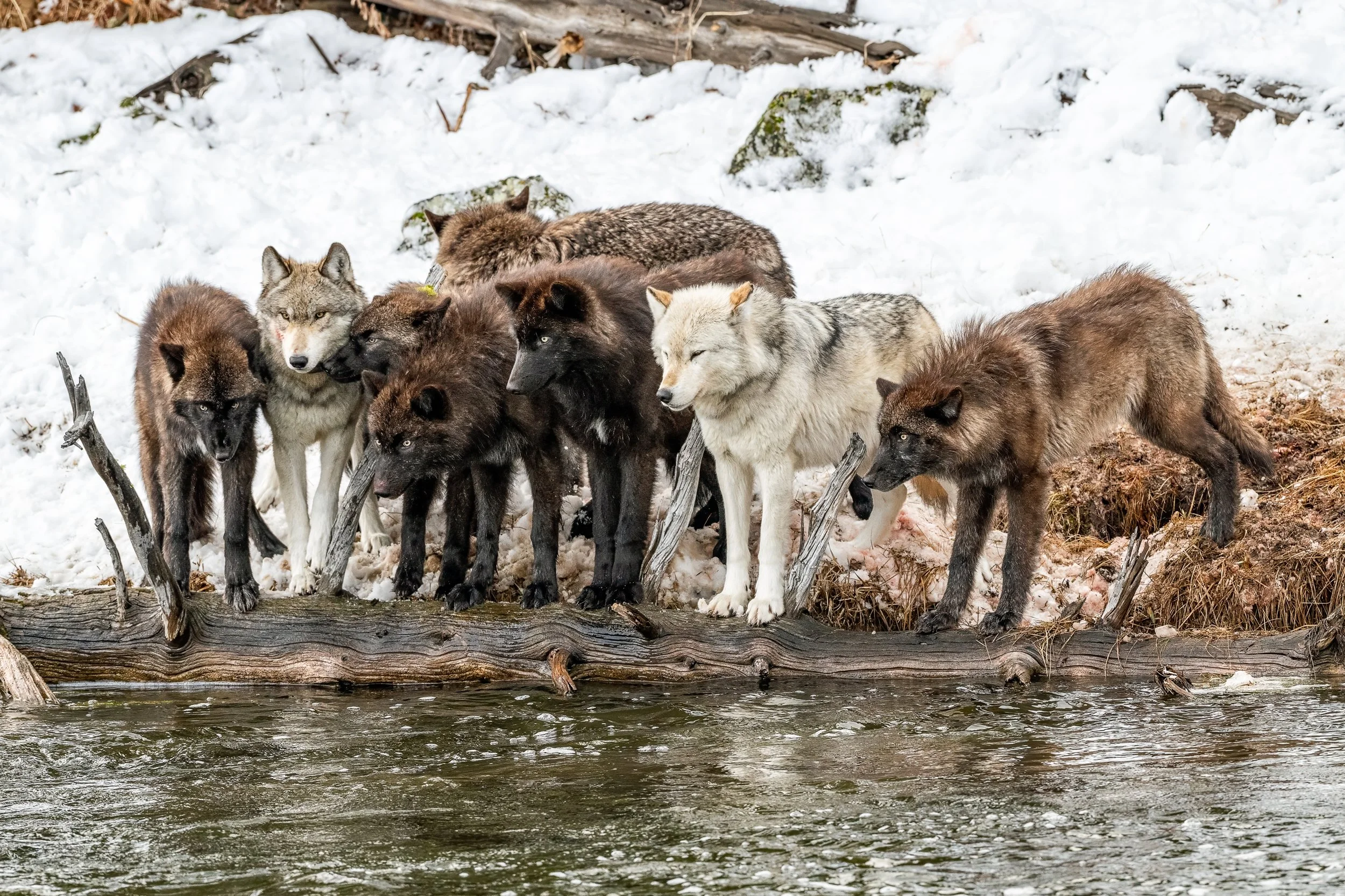 Last week @gura.gear asked photographers to share the most unexpected photo they&rsquo;ve ever captured&hellip;and somehow, I&rsquo;m a finalist with this image. 

To make it to the final round, I&rsquo;m supposed to tell you why I&rsquo;d love to wi