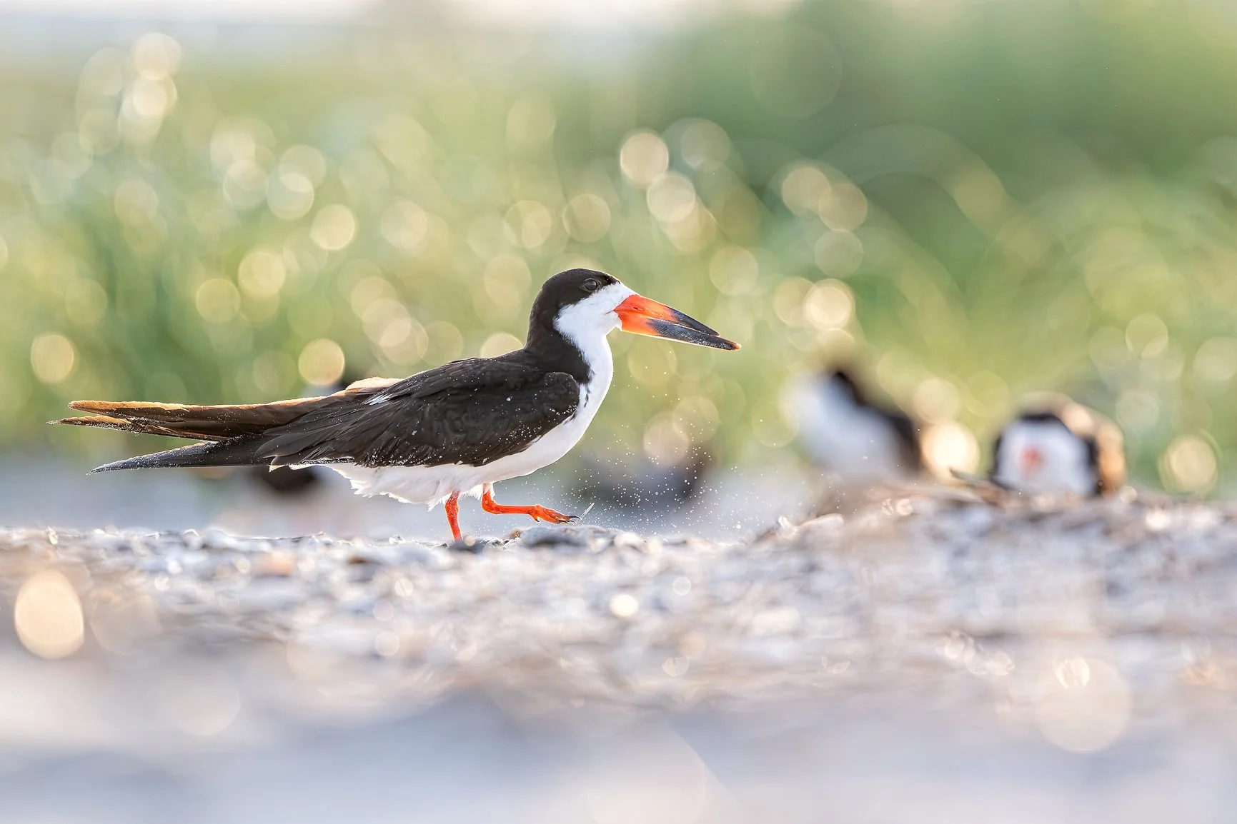 There&rsquo;s something pretty magical about spring on the North Carolina coast. ✨
May means nesting season, breeding behavior, beautiful morning light, and lots of opportunities to photograph our shorebirds doing what they do best.

My May Wings Ove
