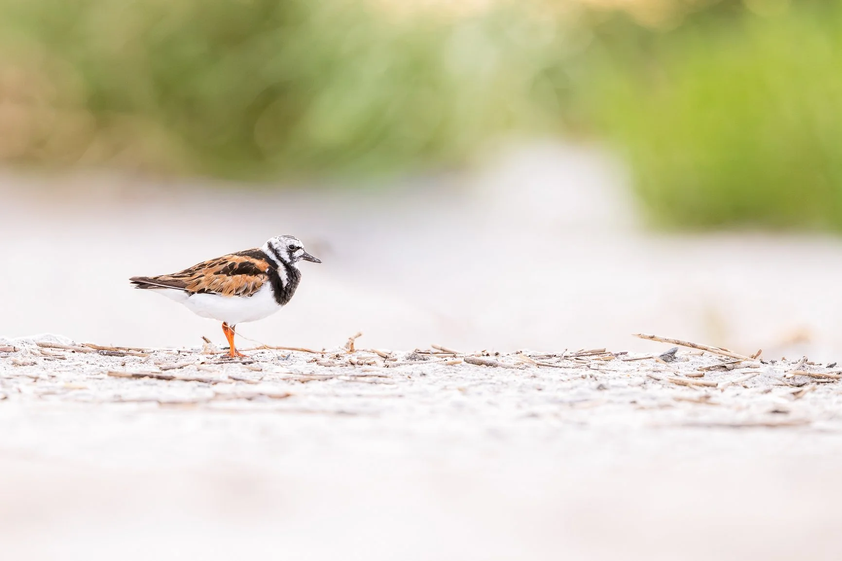 Looks can be deceiving.

This beautiful little Ruddy Turnstone was part of a group that migrated through the Wrightsville Beach area this spring. They may look harmless, but turnstones are opportunistic feeders&mdash;and that can include the eggs of 