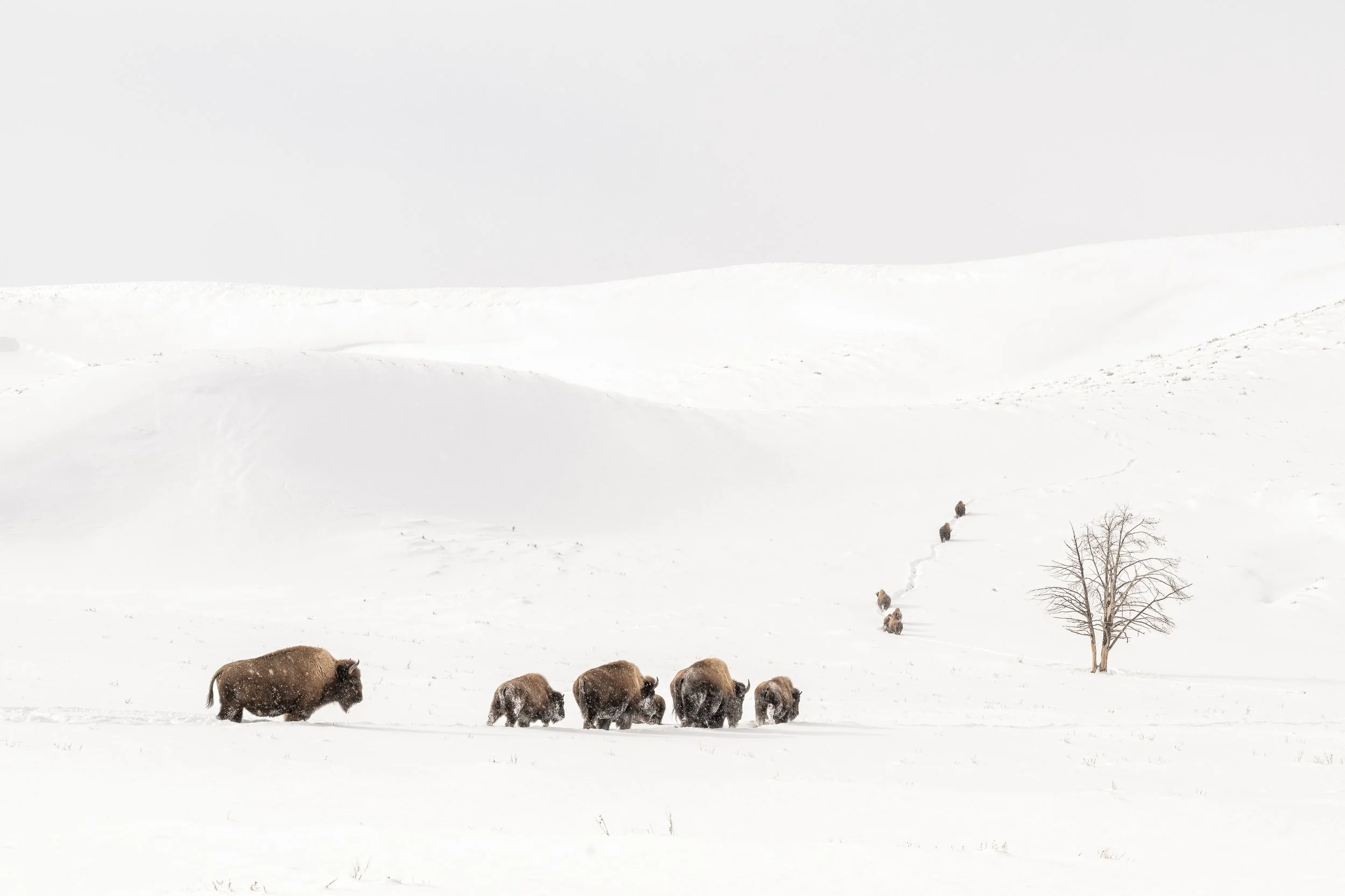 One of the most exciting things to happen in Yellowstone, and somehow I&rsquo;ve waited until now to share it!

After photographing the Tom Murphy tree for so many years, watching this herd of bison make its way up that hill was such an added bonus. 