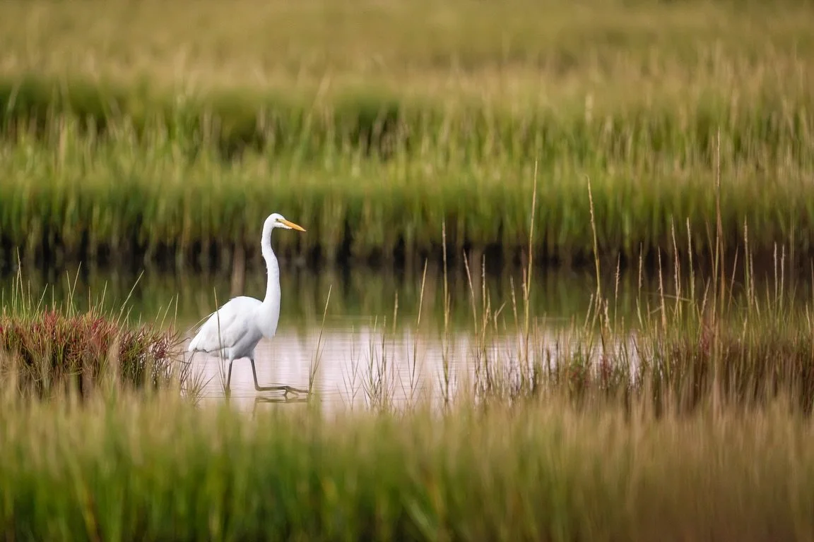 A few days on the Eastern Shore of Virginia, chasing birds, beautiful light, a few ponies, and a little coastal magic. 🤍