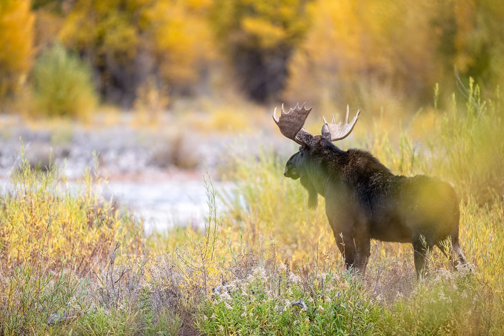 Such an interesting year in Grand Teton! The dry summer had the leaves falling early, but we found some beautiful pockets of color tonight&mdash;and luckily, so did the moose. 🍂🫎

We had an amazing spot to watch this bull moose , along with another