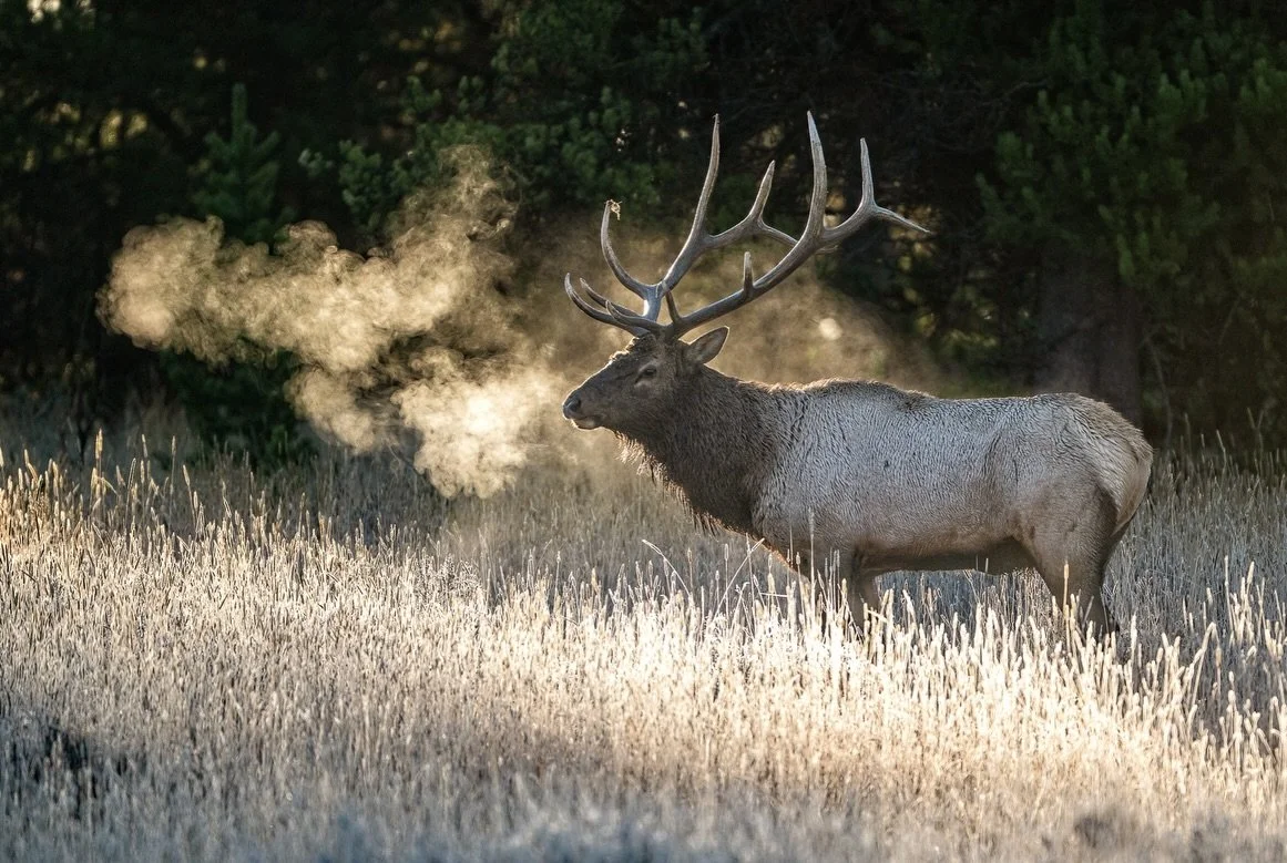 There are some sounds you never forget. 

 Hearing a bull elk bugle across the field is definitely one of them. We&rsquo;ve spent the last few days surrounded by the sights and sounds of the rut, and no matter how many times I hear that bugle echo th