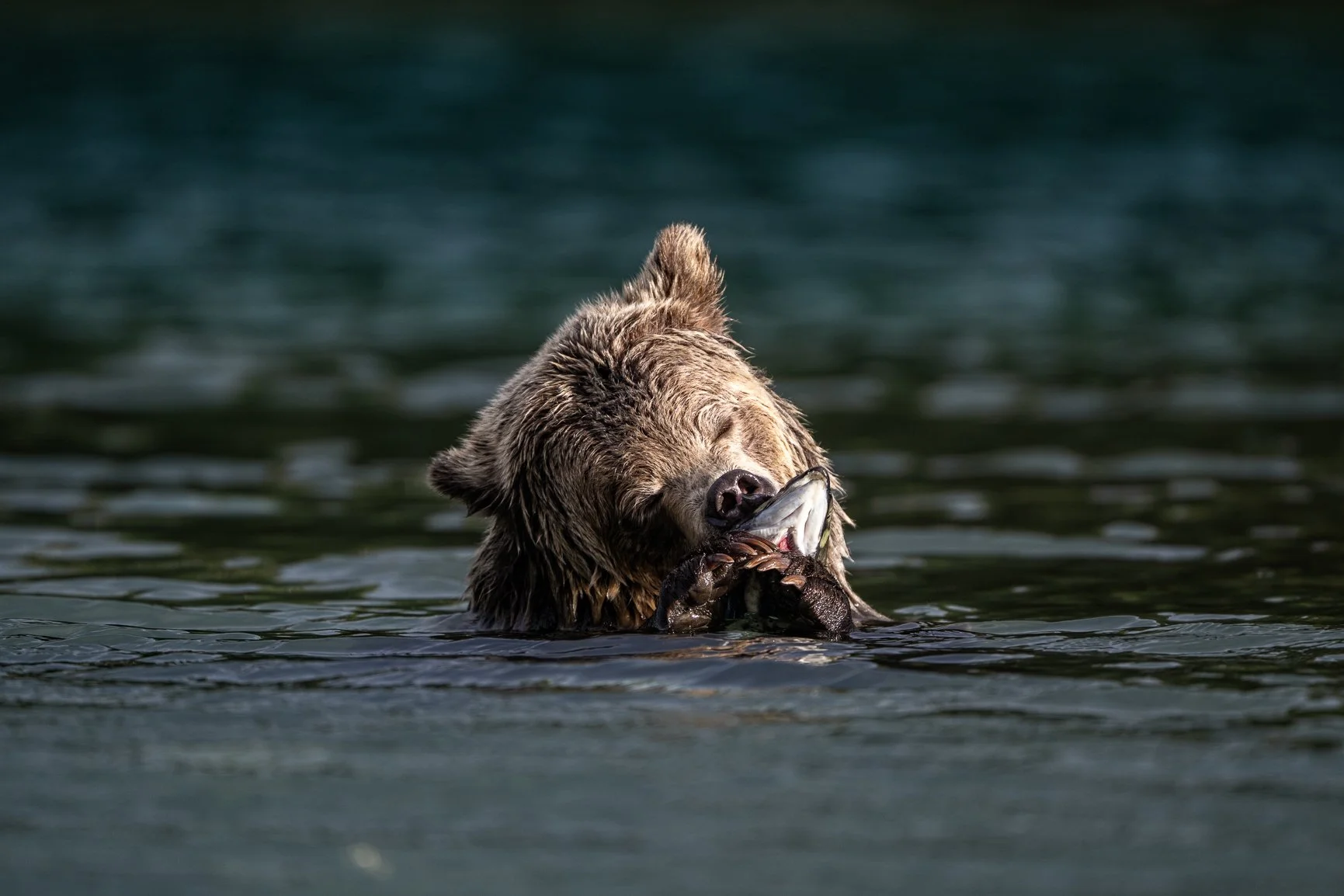 I cannot even begin to explain how amazing this bear camp is. 🐻❤️ This place, these bears, this entire experience&hellip; absolutely incredible.

If you want to join me same time, same place next year, make sure you&rsquo;re subscribed to my newslet