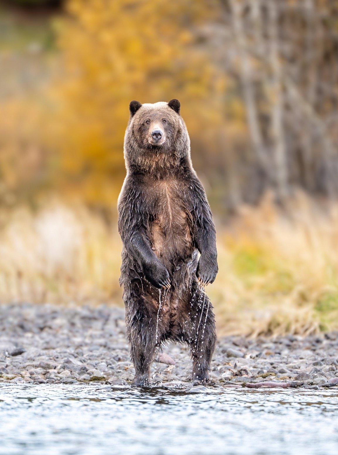 When you realize the photographer is still watching. 😂🐻