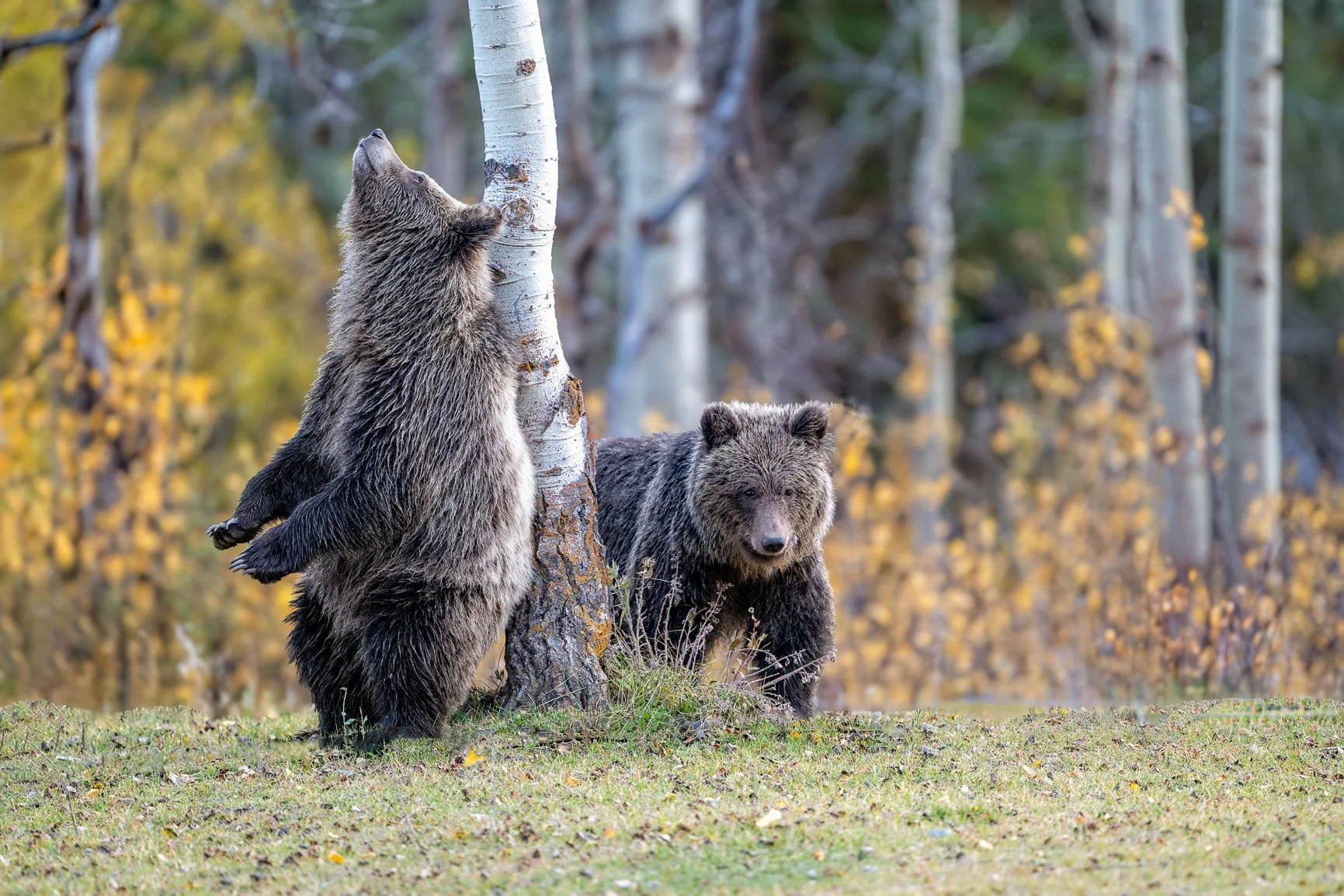 Happy Hour hits just a little different at Bear Camp. I had my drink in one hand and was getting ready for dinner when this sweet little family came right by my cabin. Luckily, the amazing staff made sure I was safe!