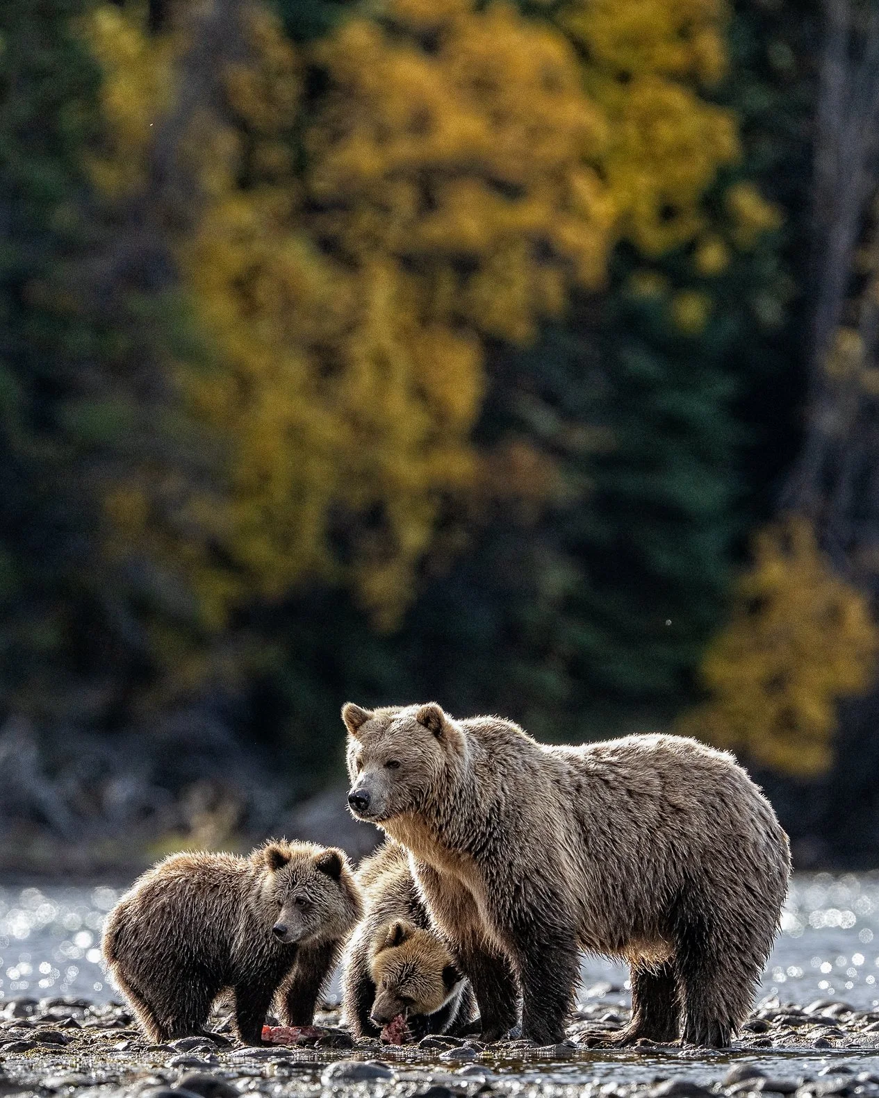 In a world this wild, there's nothing quite like a mother's watchful eye. ❤️