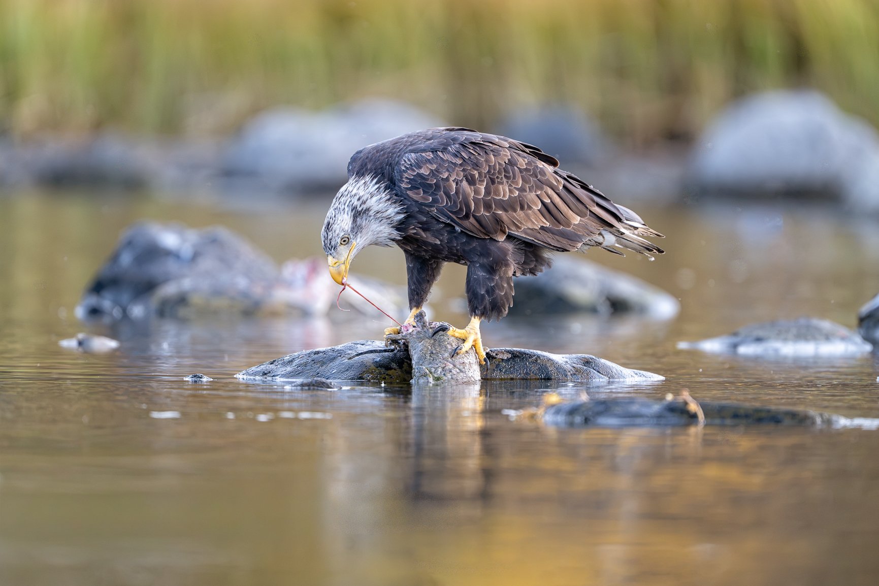 It feels like the eagles have arrived by the millions for the salmon, right alongside the bears! 🦅🐻

There is so much food available that they seem completely unbothered by our presence, sometimes landing on rocks right beside us. (This one is stan