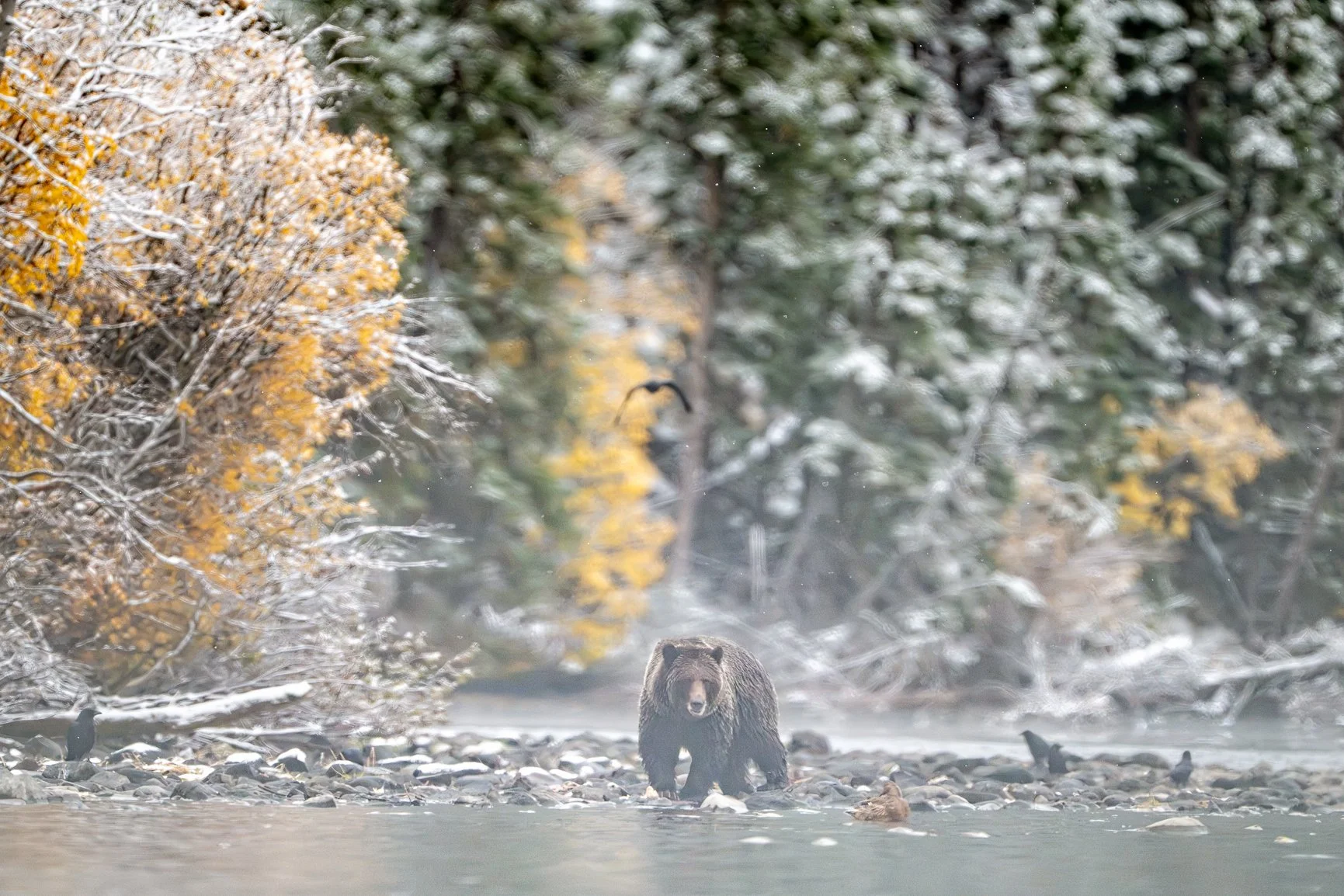 Canada, you have completely stolen my heart yet again! 🇨🇦❤️

As I head home today, I can't help but think about what an incredible week it's been. Grizzlies fishing for salmon, eagles everywhere you look, beautiful fall colors, SNOW, and some of th