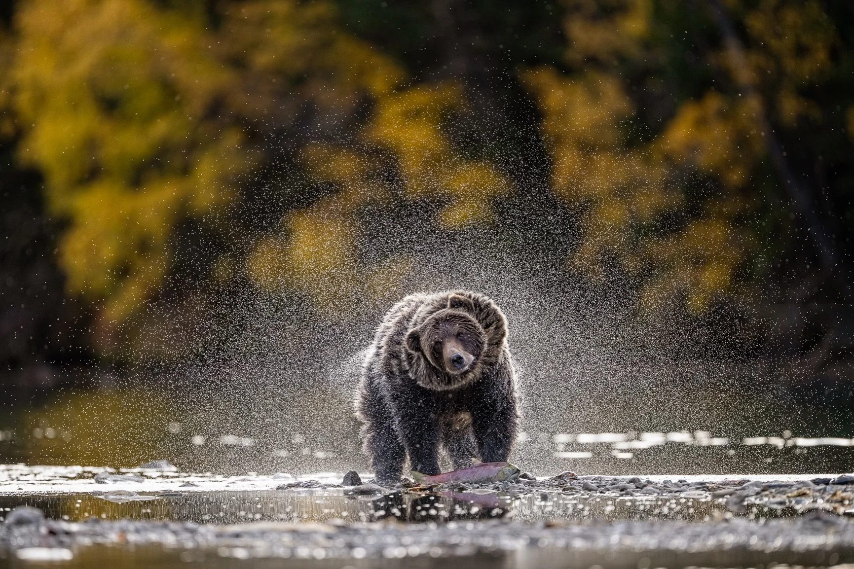 Shake it off! 🐻💦

Home after a few incredible weeks on the road, and let&rsquo;s just say reentry into the real world has been a little chaotic! 

This grizzly has the right idea- sometimes you just need to shake it all off and keep going!

Still d