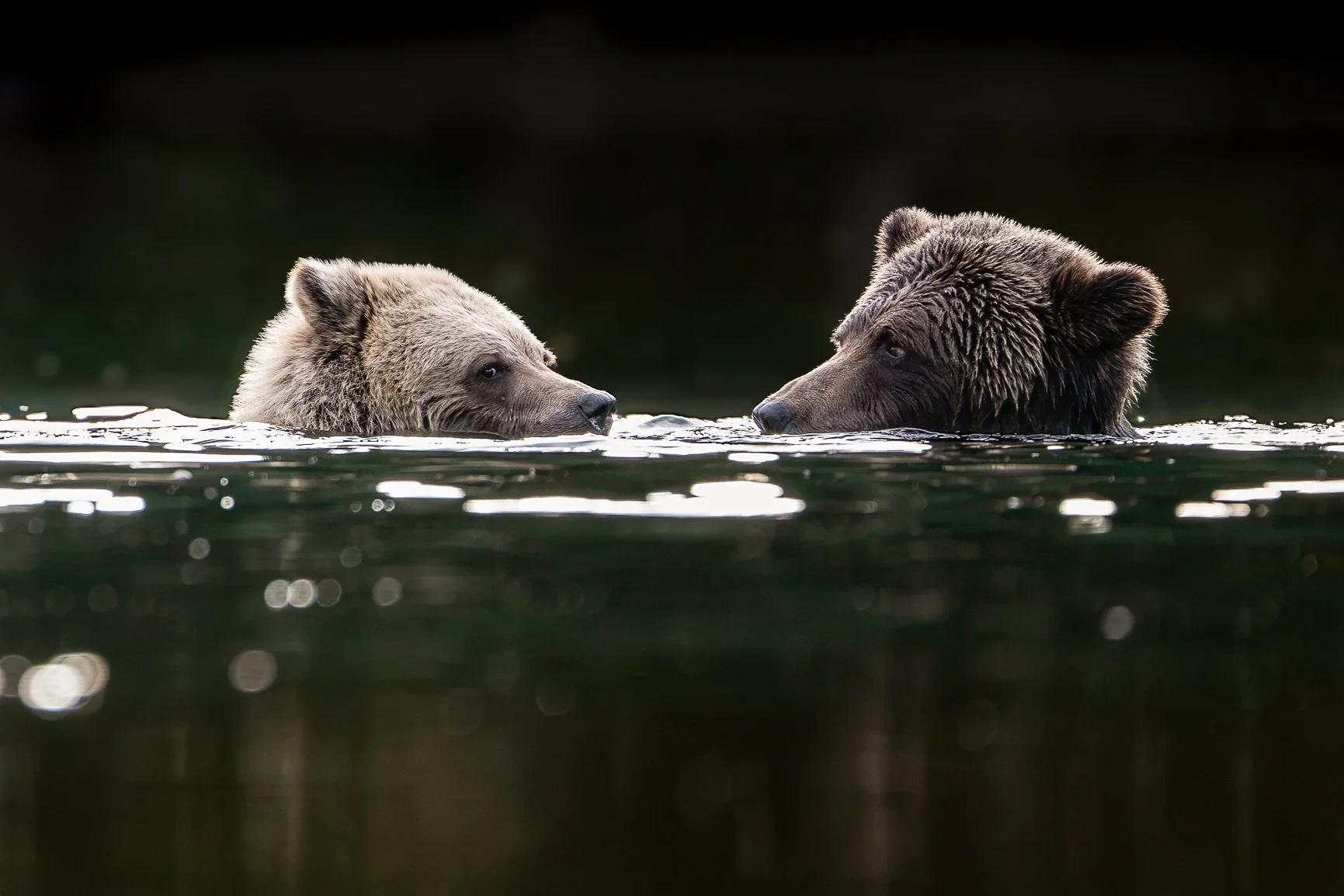 Not every wildlife moment needs to be dramatic. Two grizzlies. One fleeting moment. And a photograph I'll treasure for a long time. ❤️