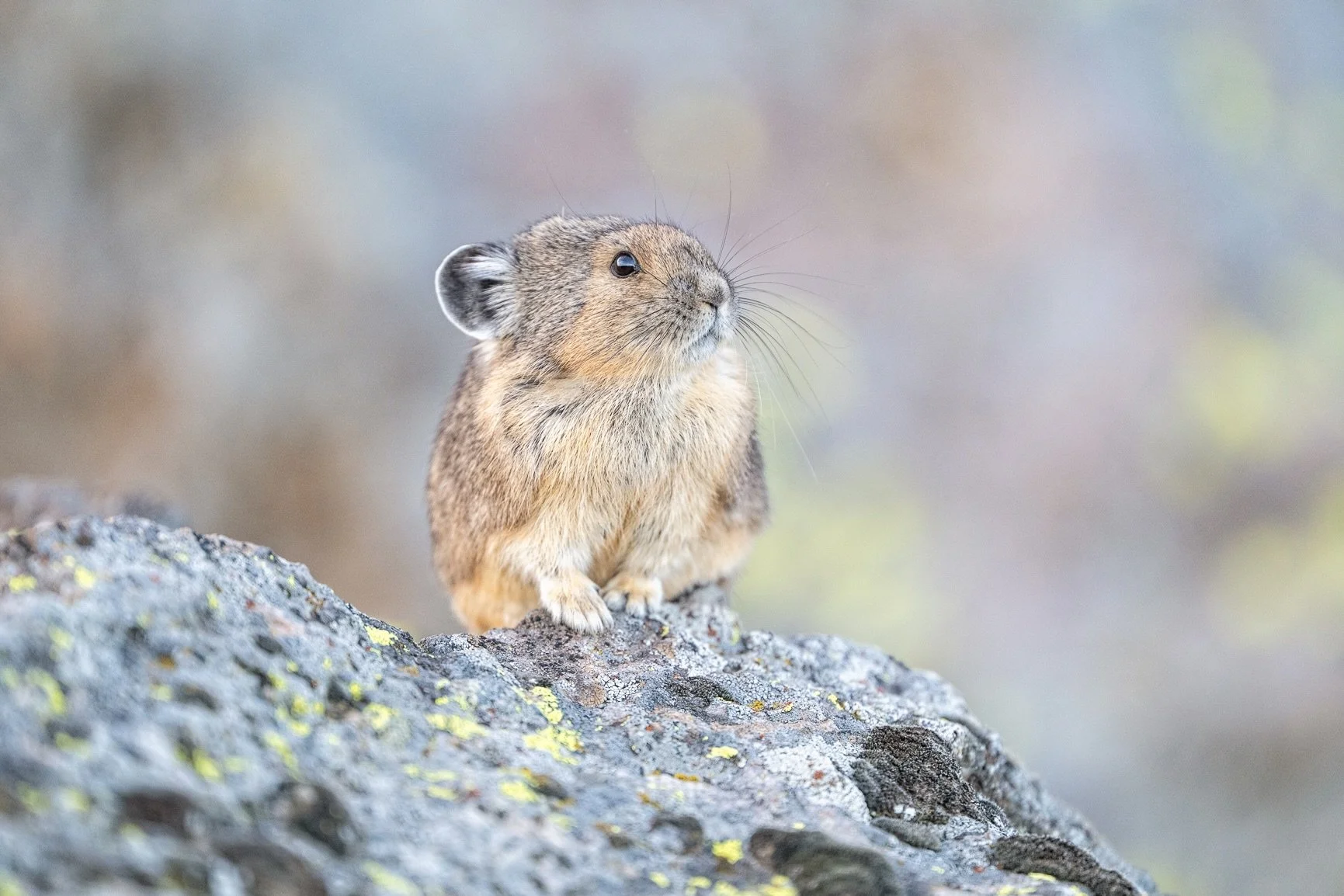 How cute are these little guys?! 🥹❤️

I honestly thought I was NEVER going to get @moore4unc to leave the pikas behind! 😂 They are just too adorable! Unlike many other small mammals, pikas don&rsquo;t actually hibernate, so they spend their fall da