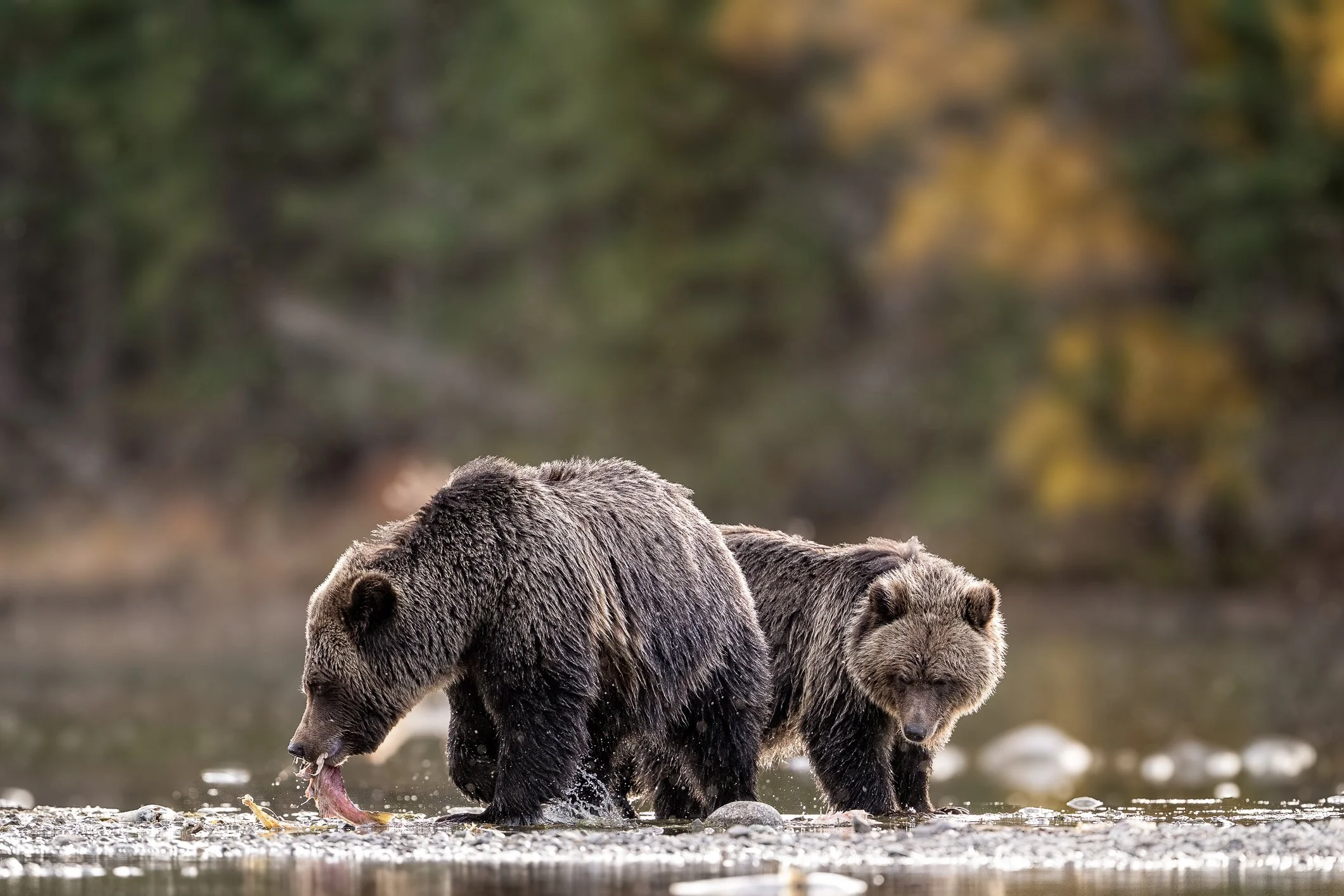 A little tough love in the bear world! 

One of the things I found so fascinating while watching the grizzlies in British Columbia was how the moms didn't always seem particularly interested in sharing their hard-earned salmon with their cubs!

And w