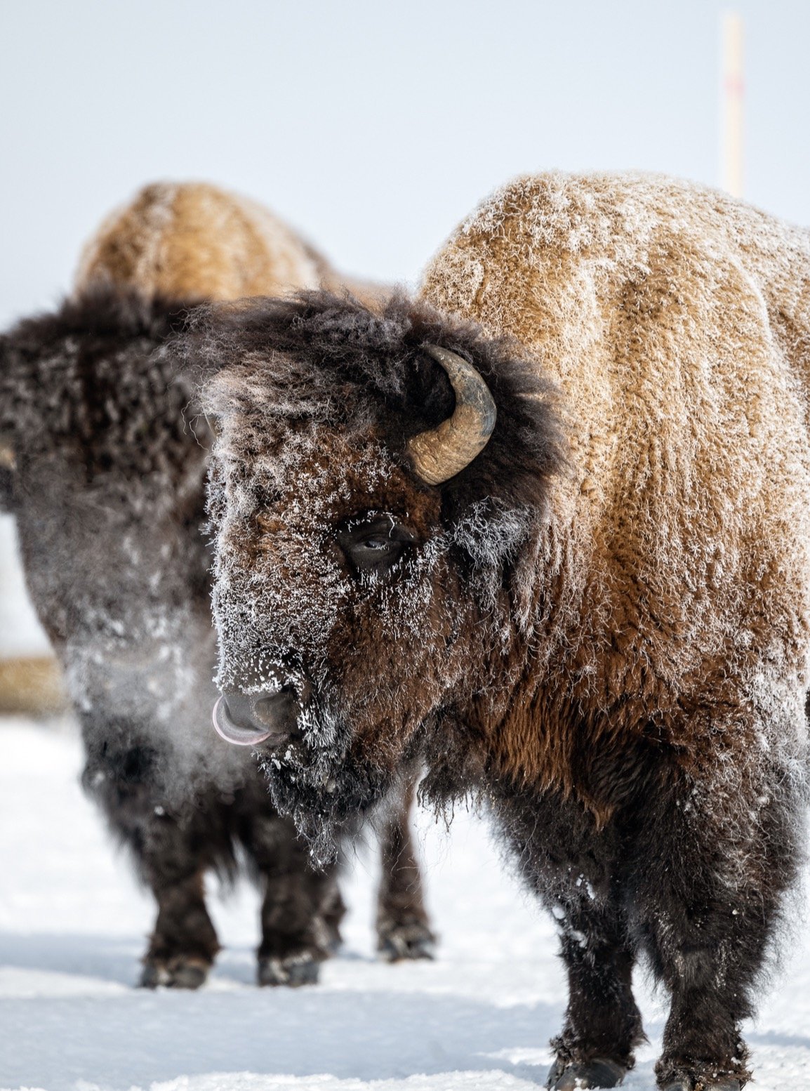 Who's ready for frosty bison season?! 🦬❄️🙋&zwj;♀️
 
I have TWO spots open up for Yellowstone this January! So grab your favorite shooting partner and give me a holler! I'd love to get you all hooked up with the details!

Think frosty bison, snowy l