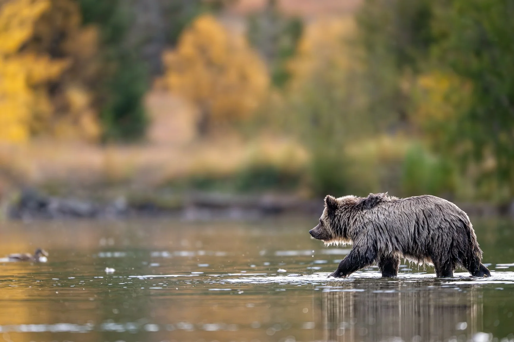 Heading into the weekend like this little grizzly cub&hellip; not a care in the world! 

Wishing everyone a wonderful weekend!

And for those patiently waiting for details on next year's British Columbia bear adventure&hellip; NEXT WEEK, I promise!