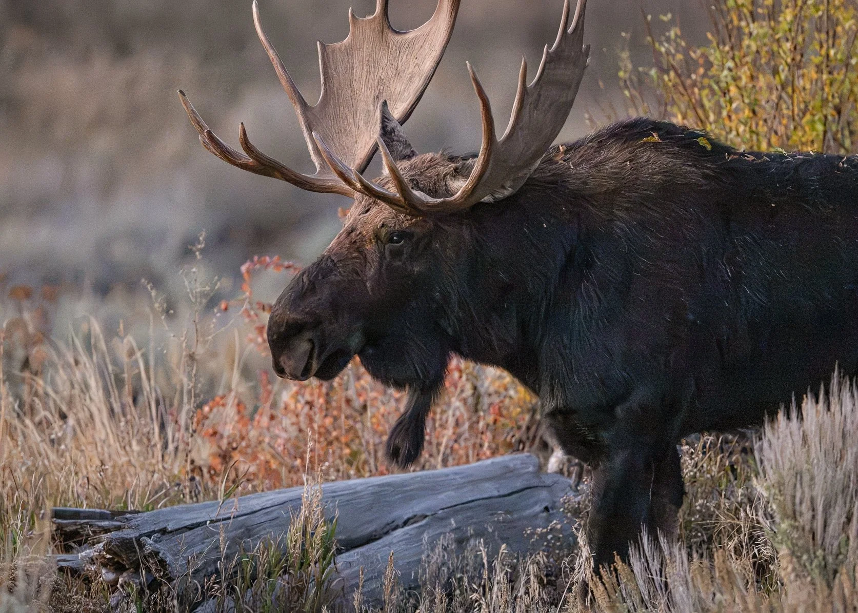 One of my favorite images from Grand Teton! Happy Moose Monday! 🫎🍂

This was definitely the year of the moose, and this image is one of my favorites from the trip. Why do I love it so much? Because it was almost pitch dark when I took it! I could b