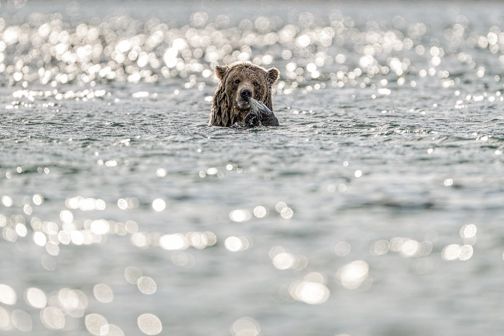 It's #TifTuesday over on @shootsmall, and today I'm sharing one of the cutest bears from my recent trip to British Columbia! 

I just loved watching this guy enjoy his fish with all that beautiful light sparkling on the water around him. I think I to