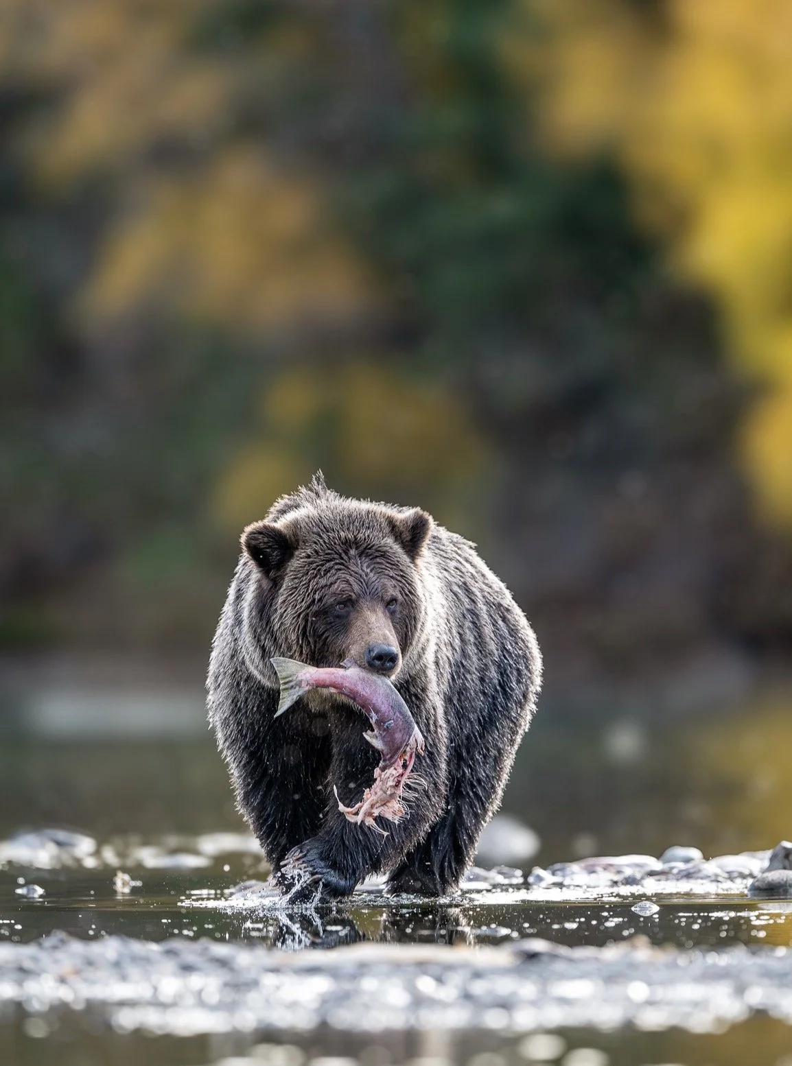 When you order takeout but forget to ask for a bag. 
Just another day in the life of a grizzly bear in British Columbia!