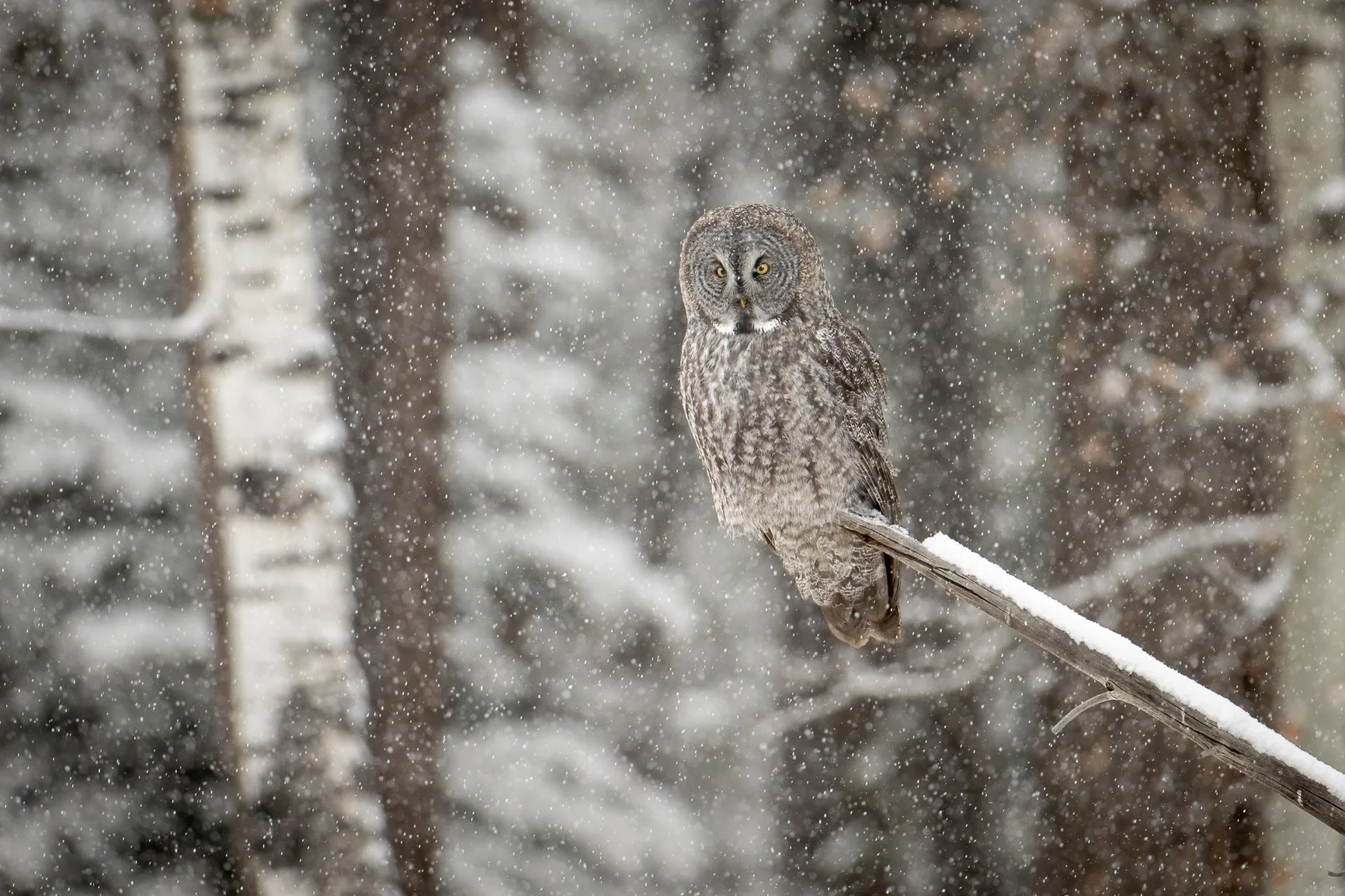 DSC_8733-Edit.jpg