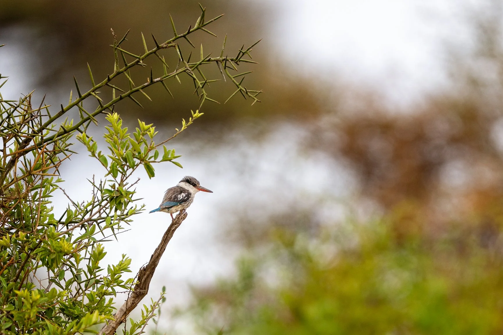 DSC_3119-Edit.jpg