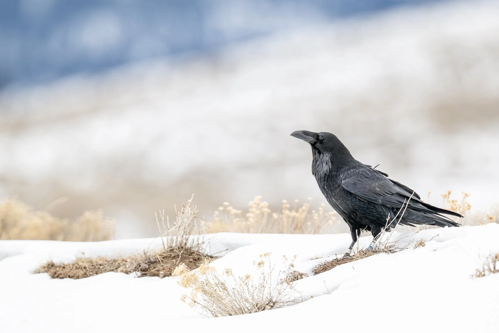 DSC_2367-Edit.jpg