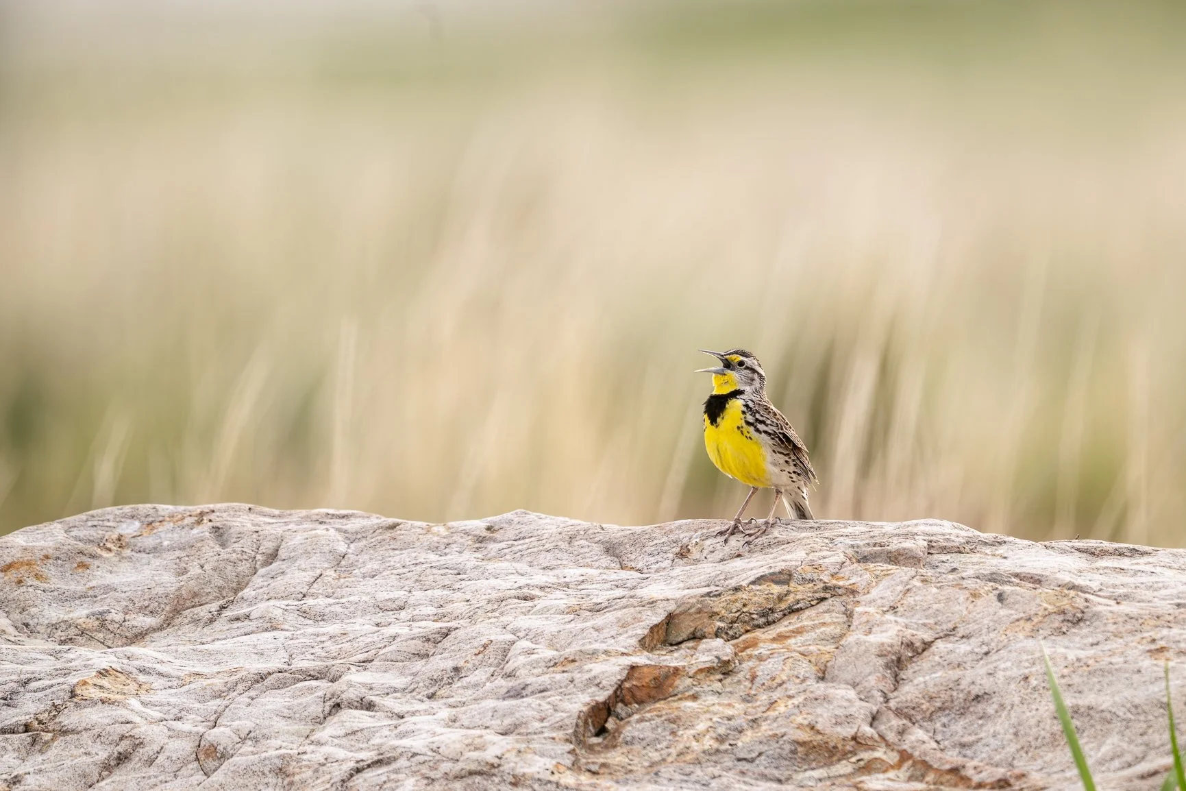 DSC_7588-Edit.jpg