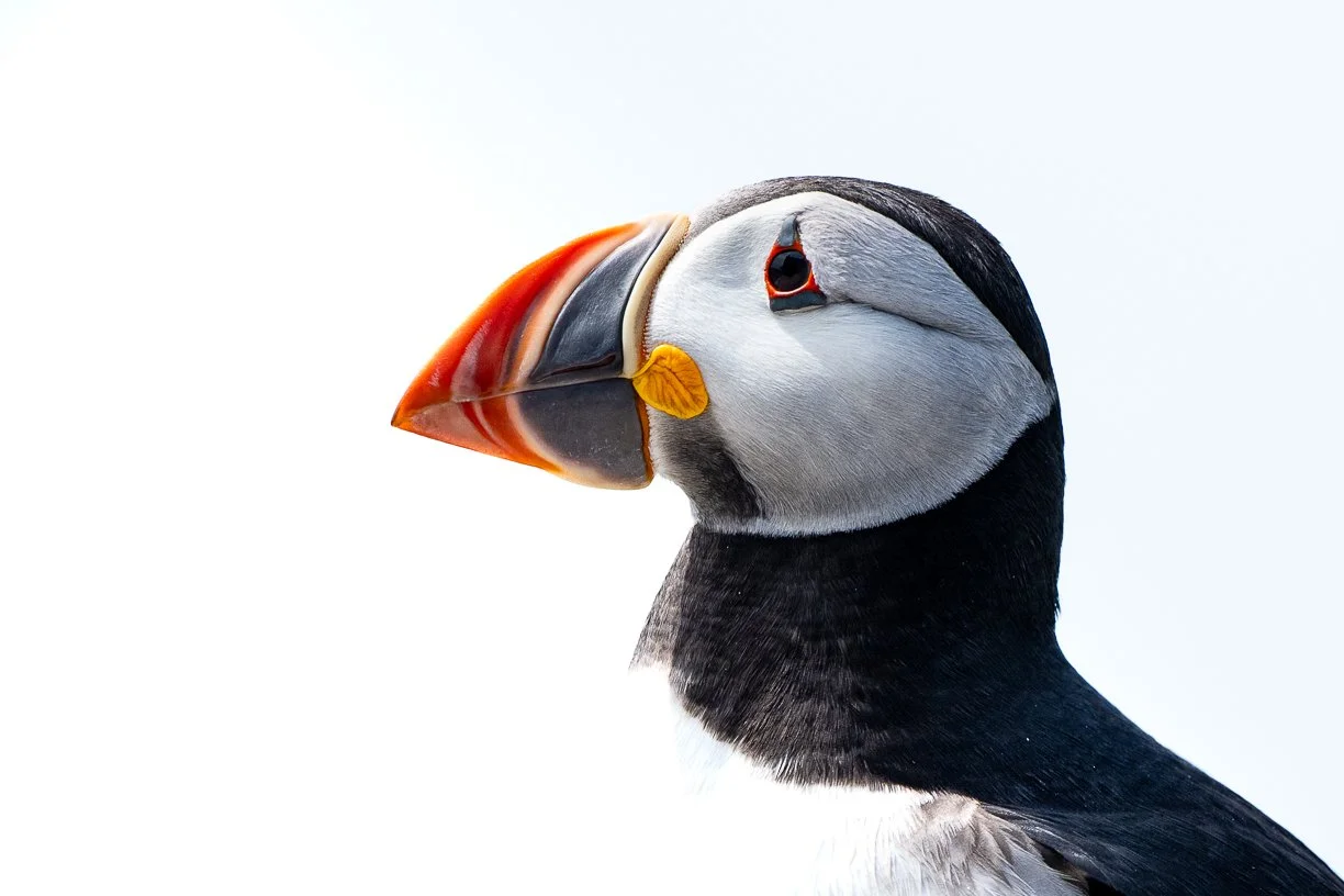 DSC_3334.jpg