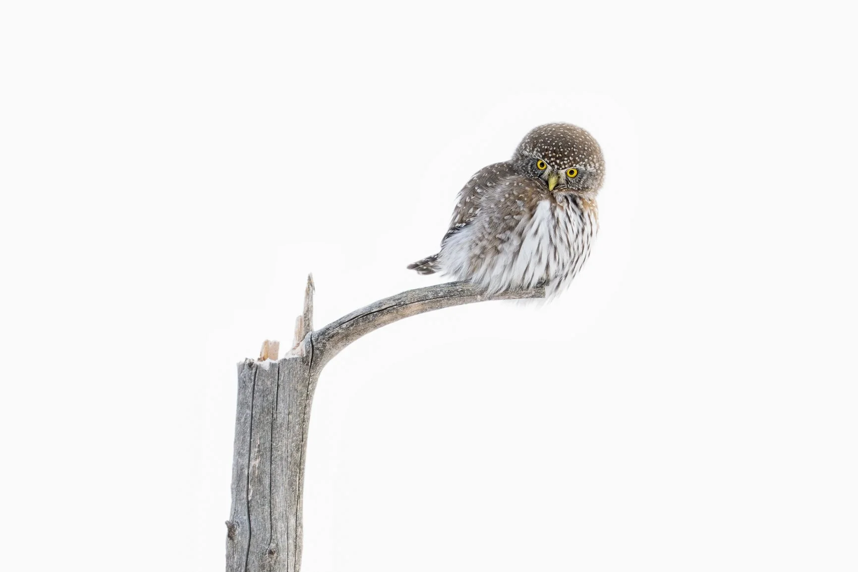 DSC_8834-Edit.jpg