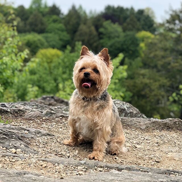 She is becoming quite the little hiker
.
.
.
#dog #puppy #yorkie #hike #doghikers