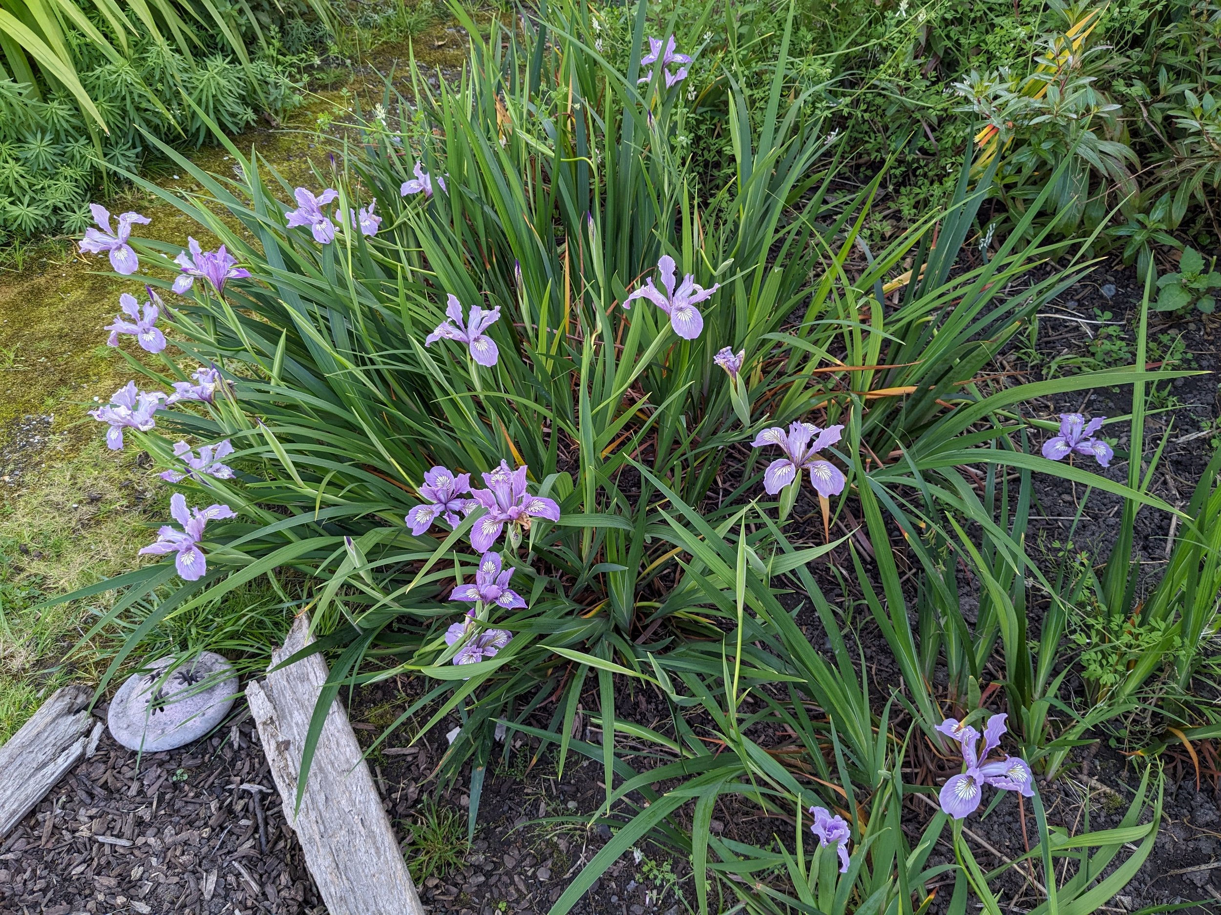 '24 native iris.jpg