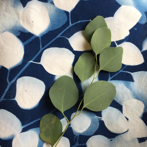 Cyanotype 3 leaves.jpeg